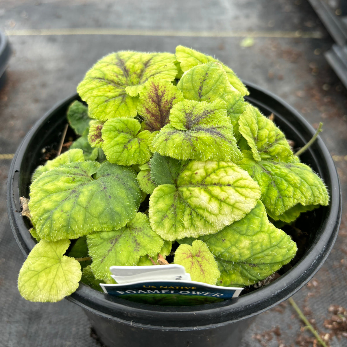 Tiarella cordifolia 'Running Tapestry' (Foamflower) Yew Dell