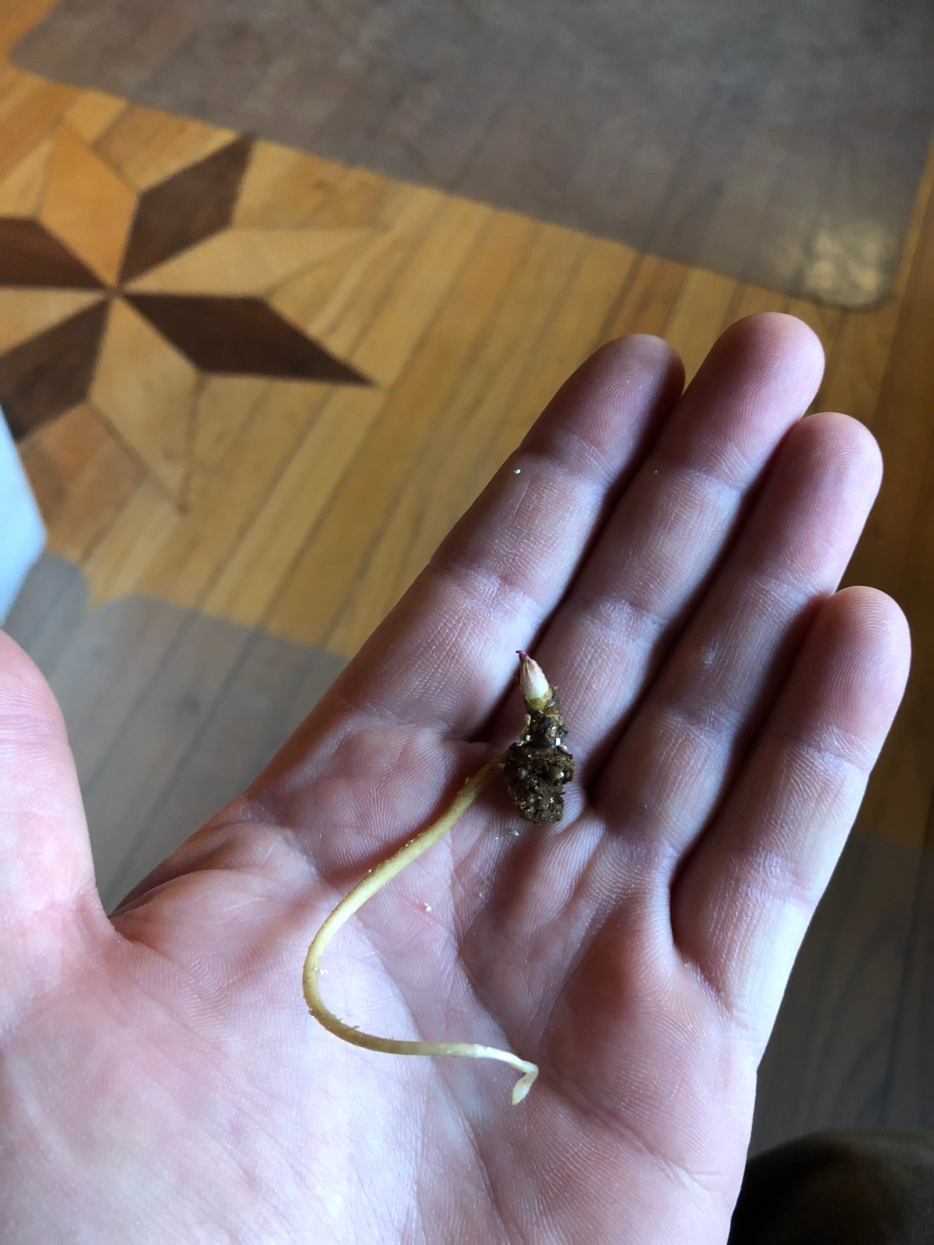 Intersectional Peonies