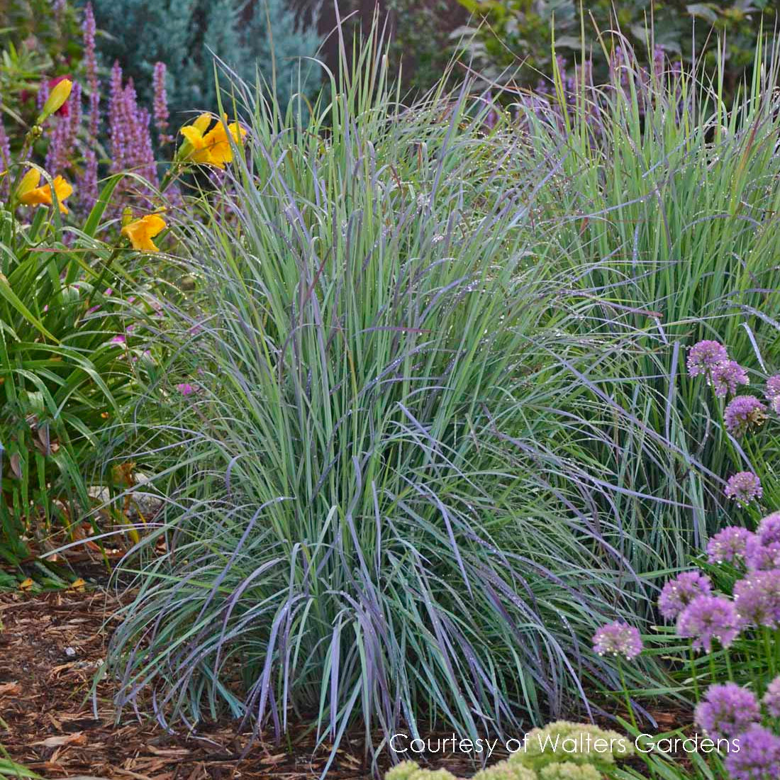 Perennial Grasses, Sedges & Rushes
