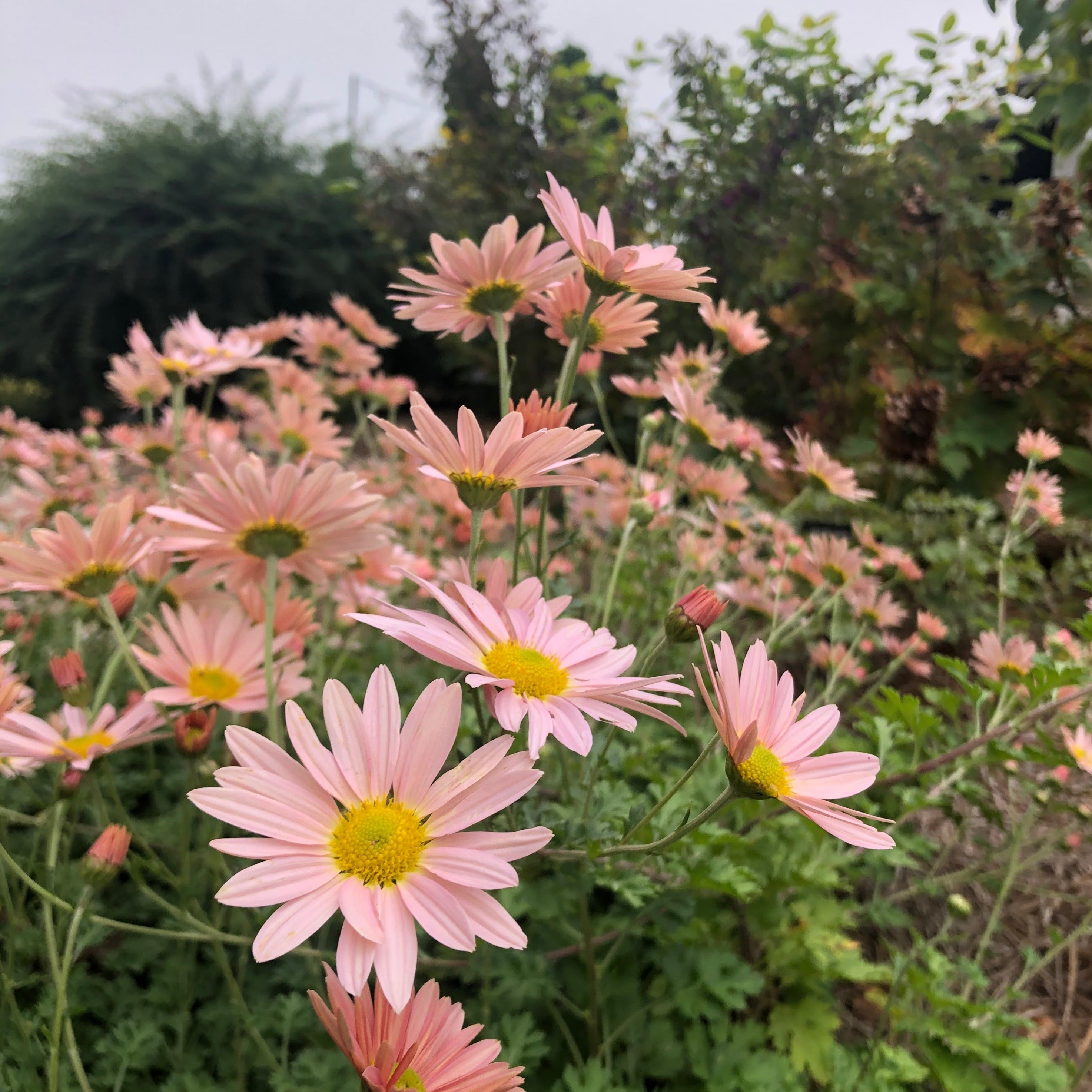 Hardy Garden Mums