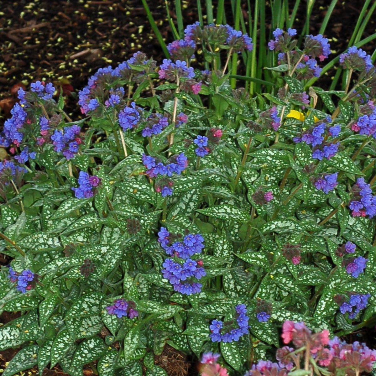 Shade Perennials
