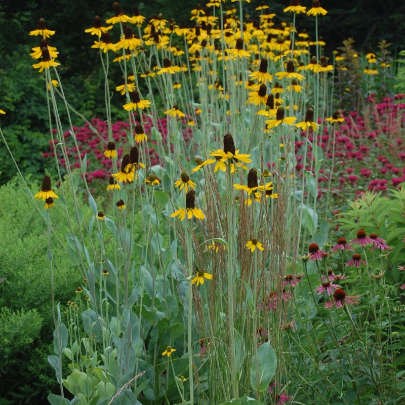 Sun Perennials