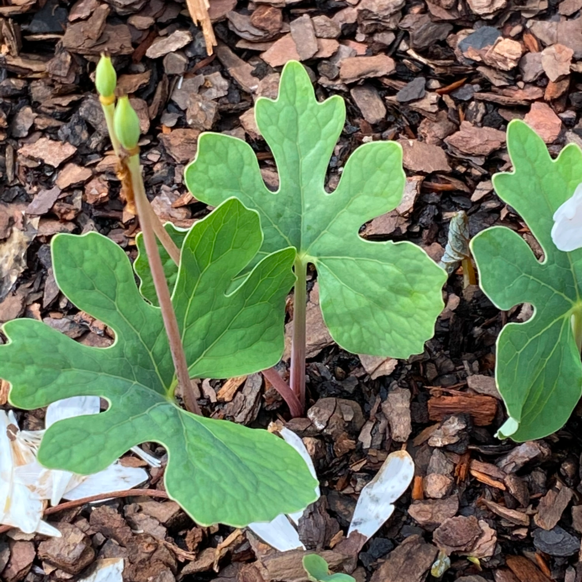 Sanguinaria canadensis (Bloodroot)