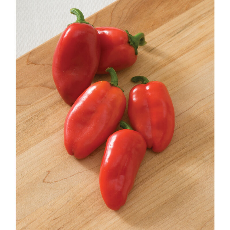 Sweet Pepper 'Lunchbox Red' (Capsicum annuum)