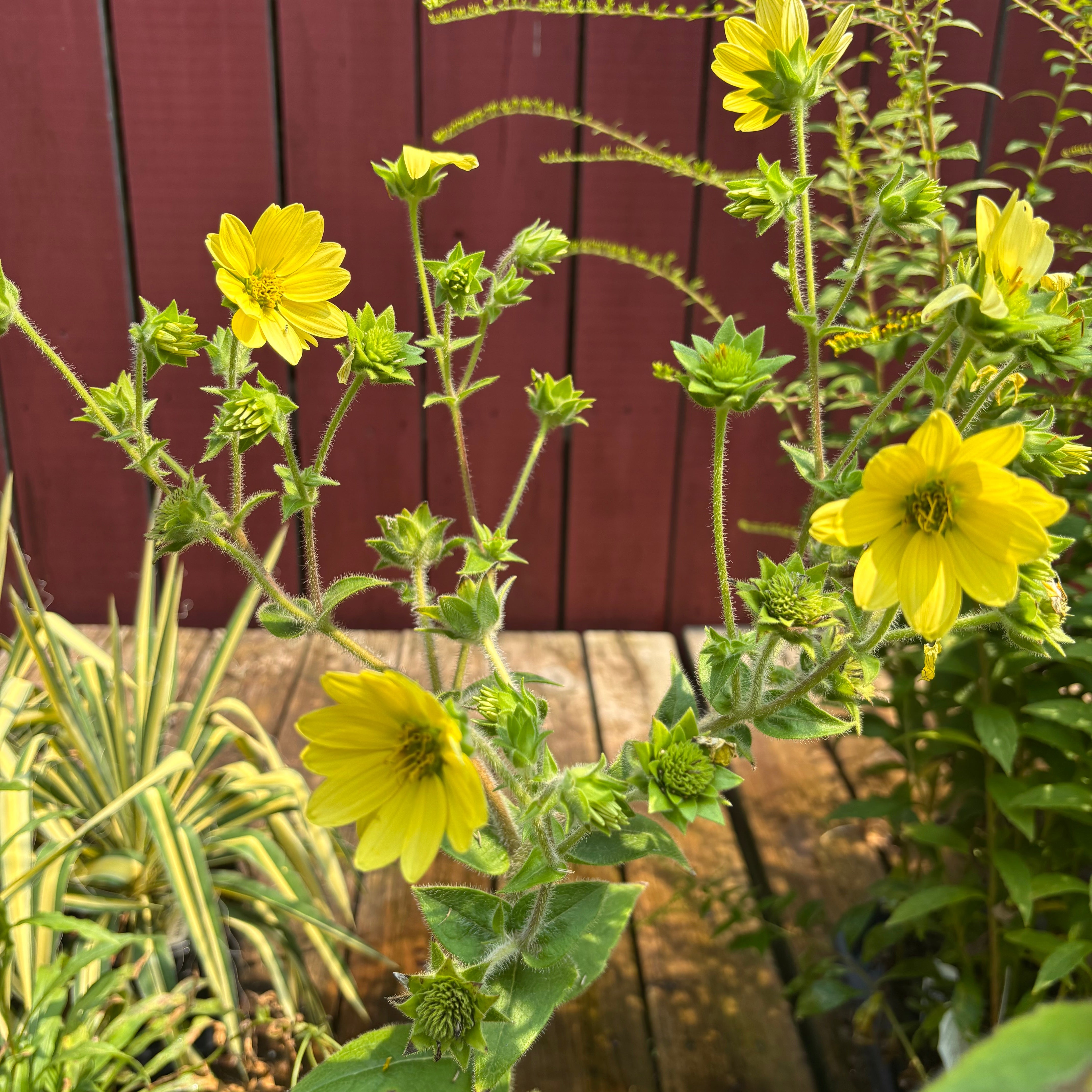 Silphium mohrii (Mohr's Rosinweed)