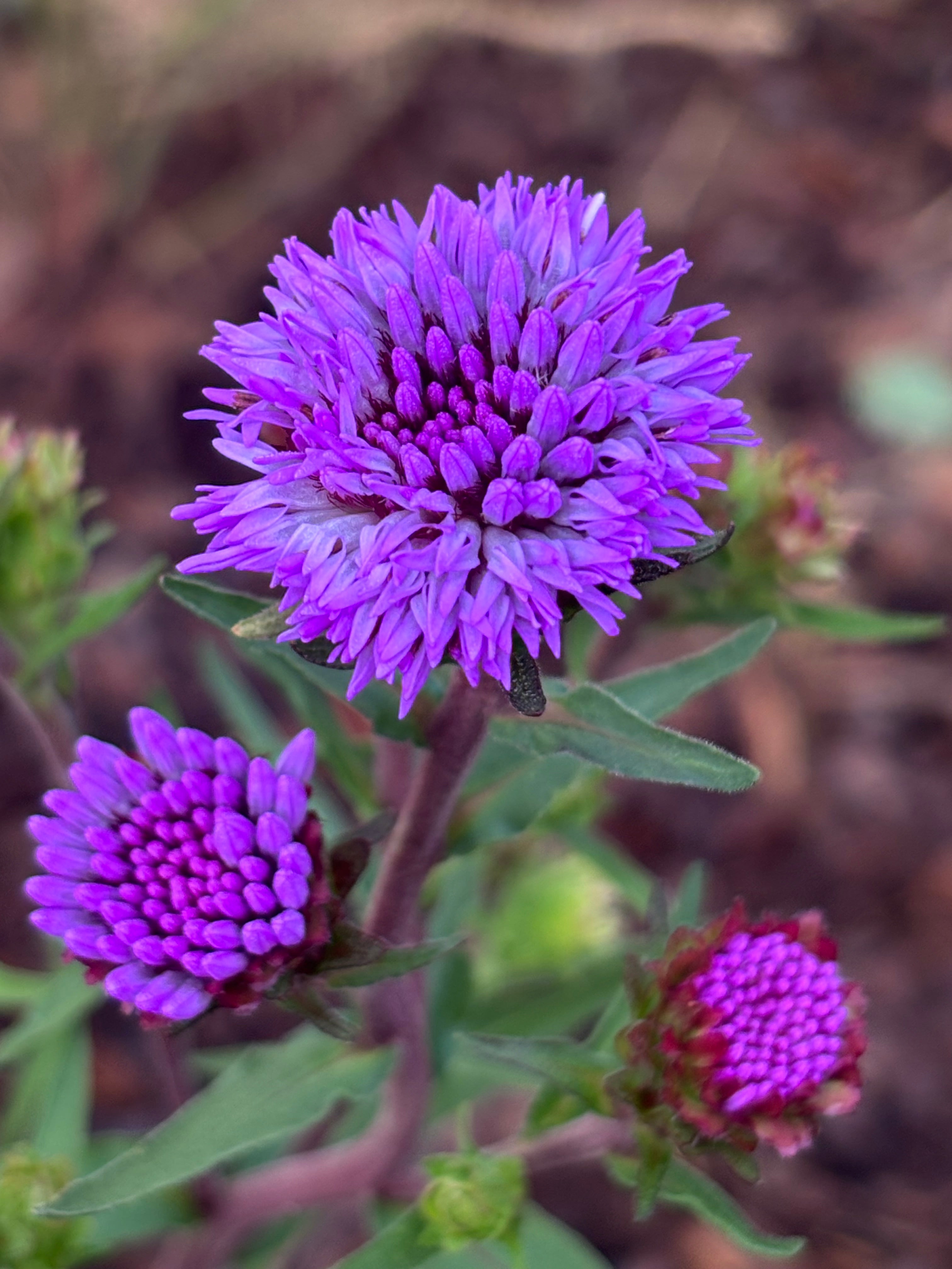 Liatris scariosa 'September Glory' (Blazing Star)