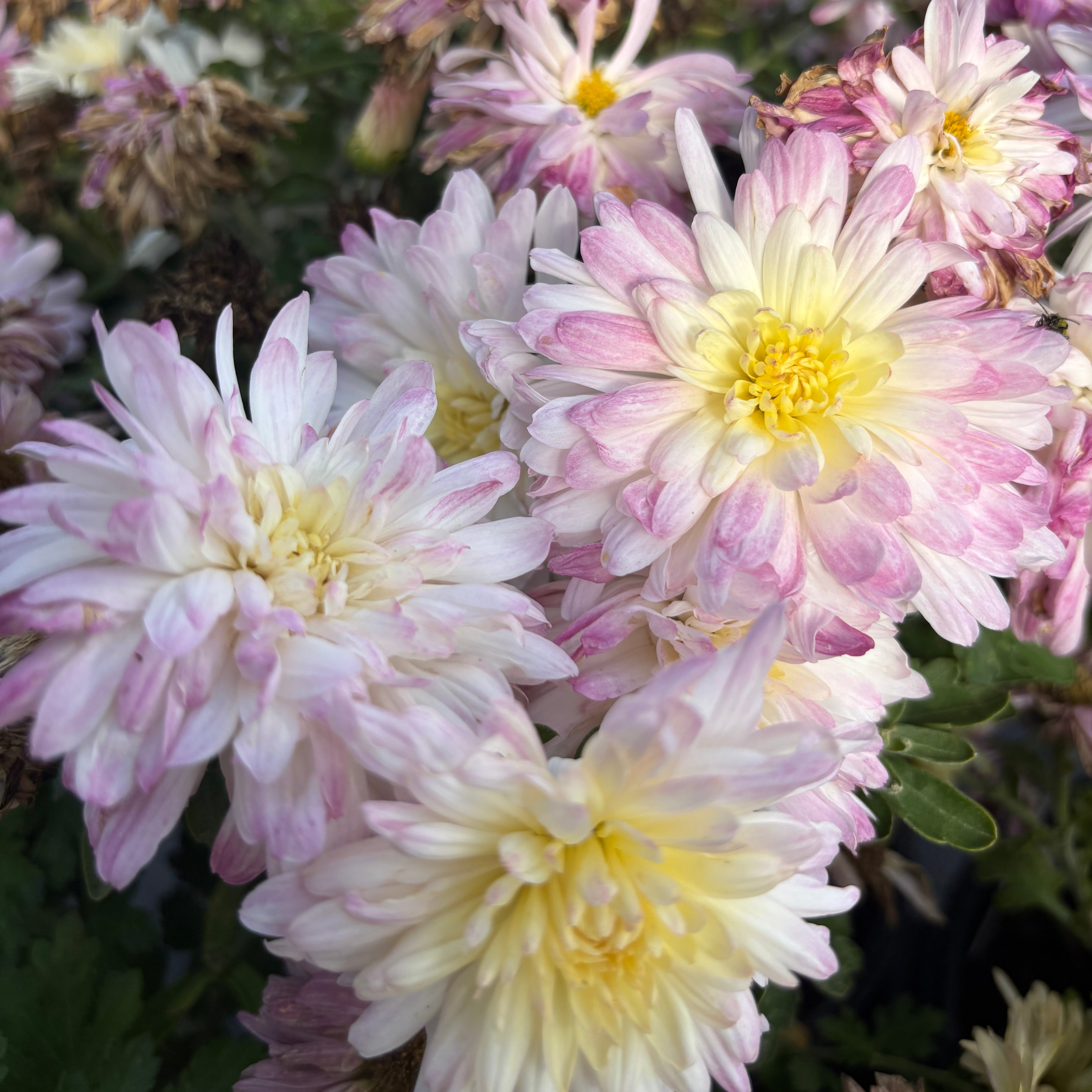 Yew Dell Botanical Gardens