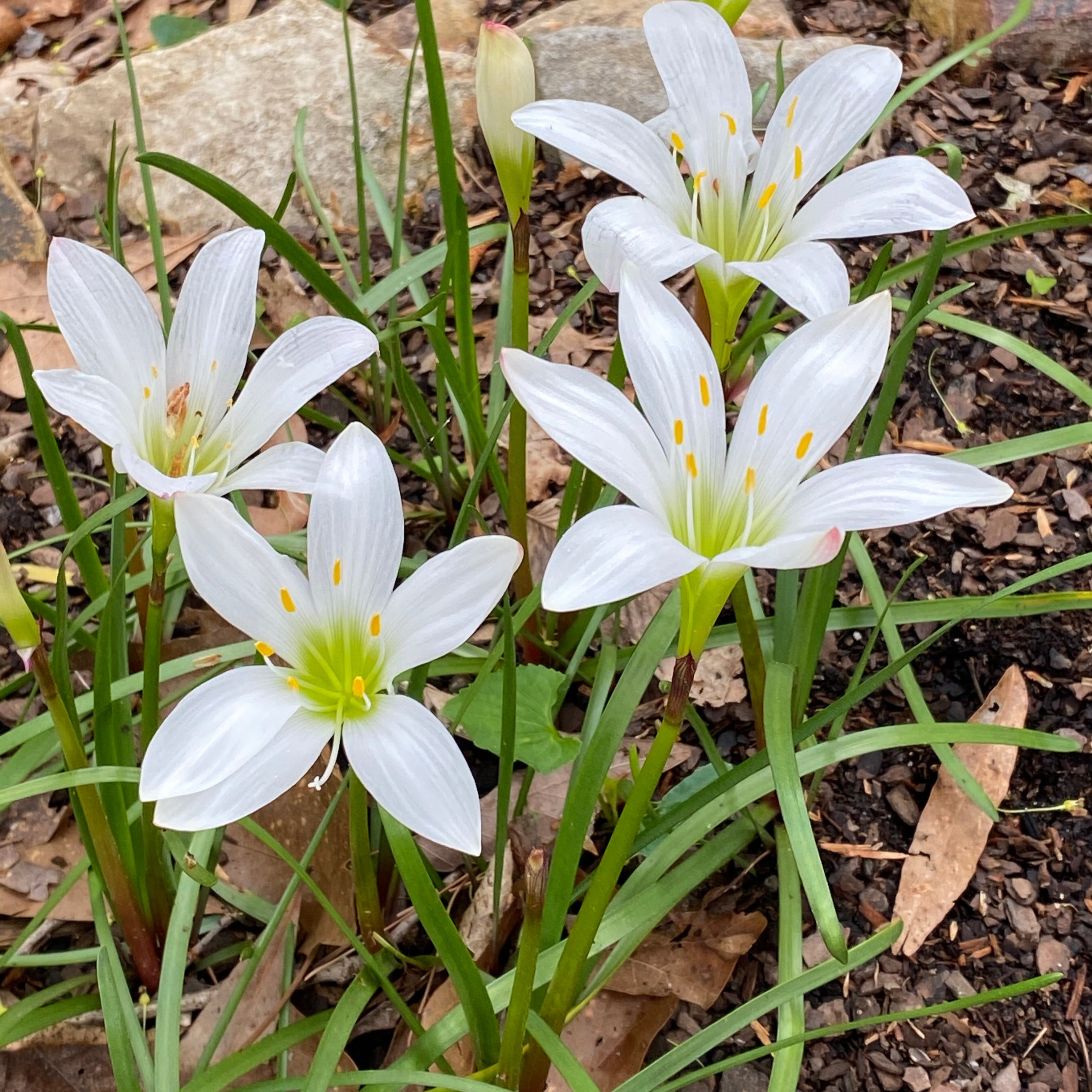 Zephyranthes atamasca (Rain Lily)