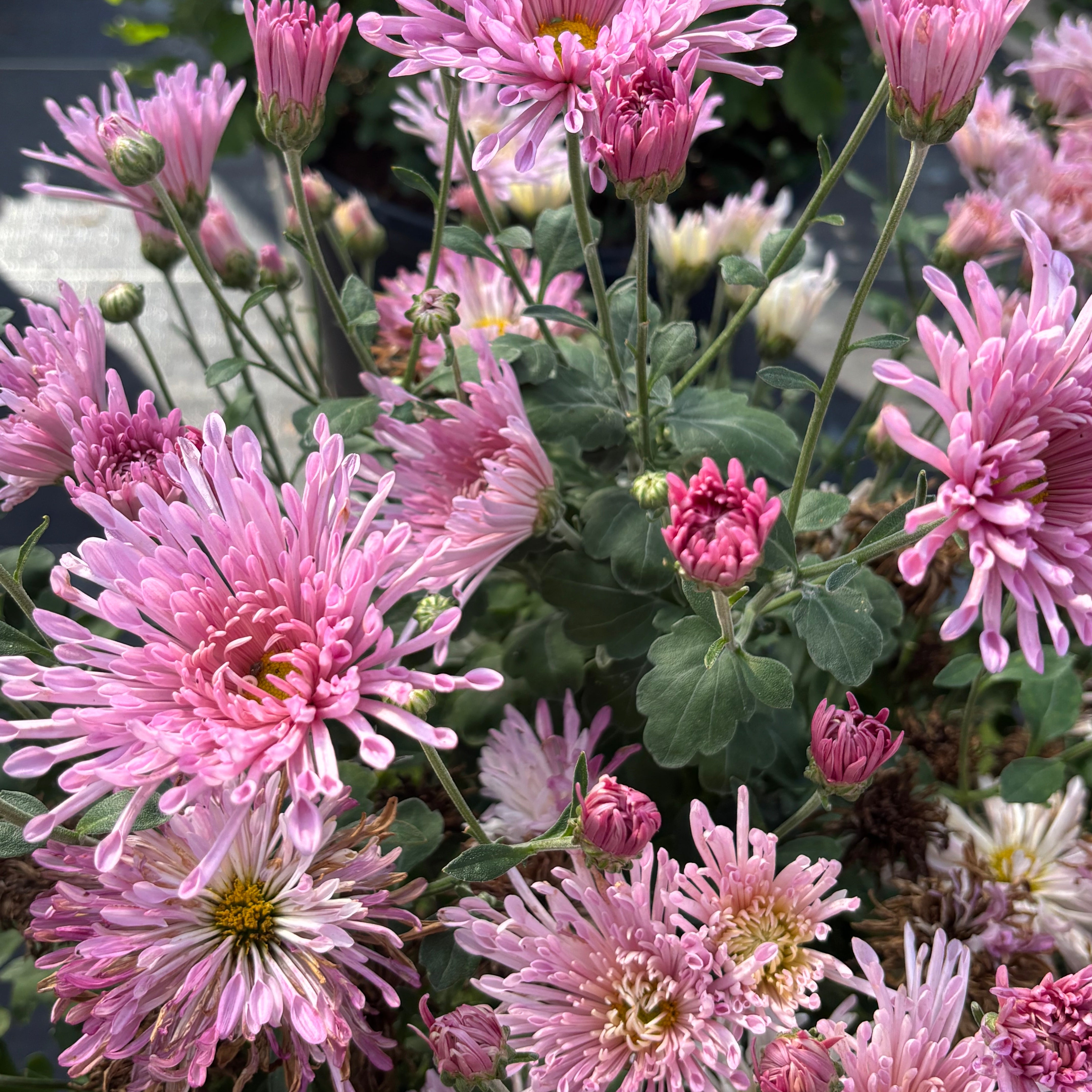 Yew Dell Botanical Gardens