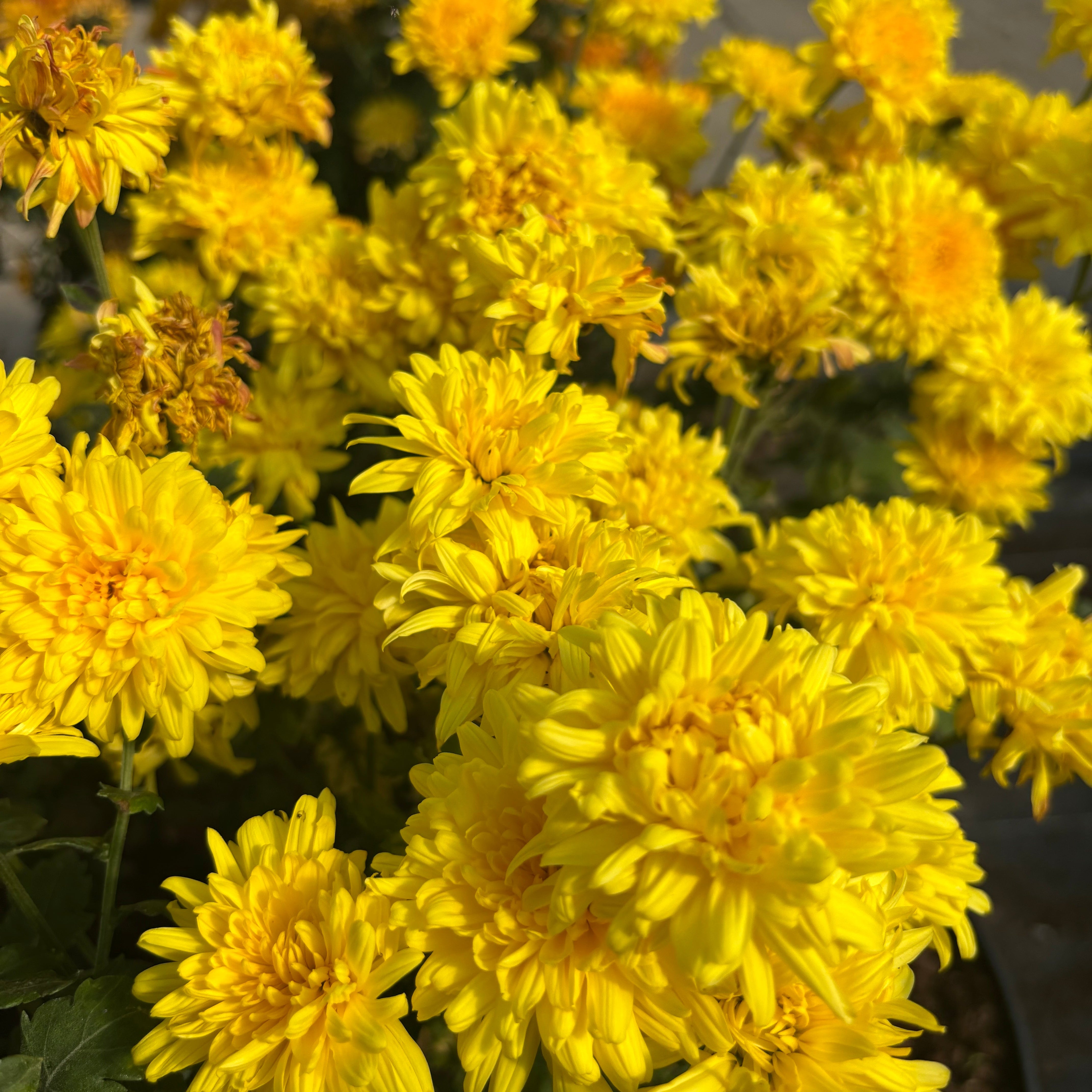 Yew Dell Botanical Gardens