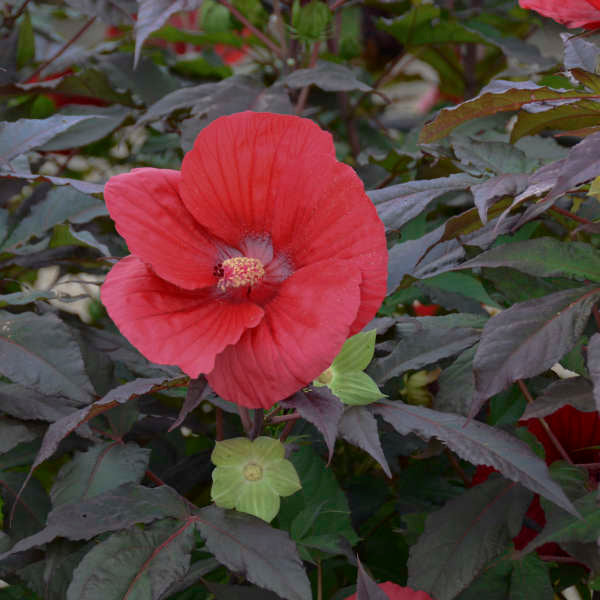 Hibiscus 'Midnight Marvel' (Hardy Hibiscus)