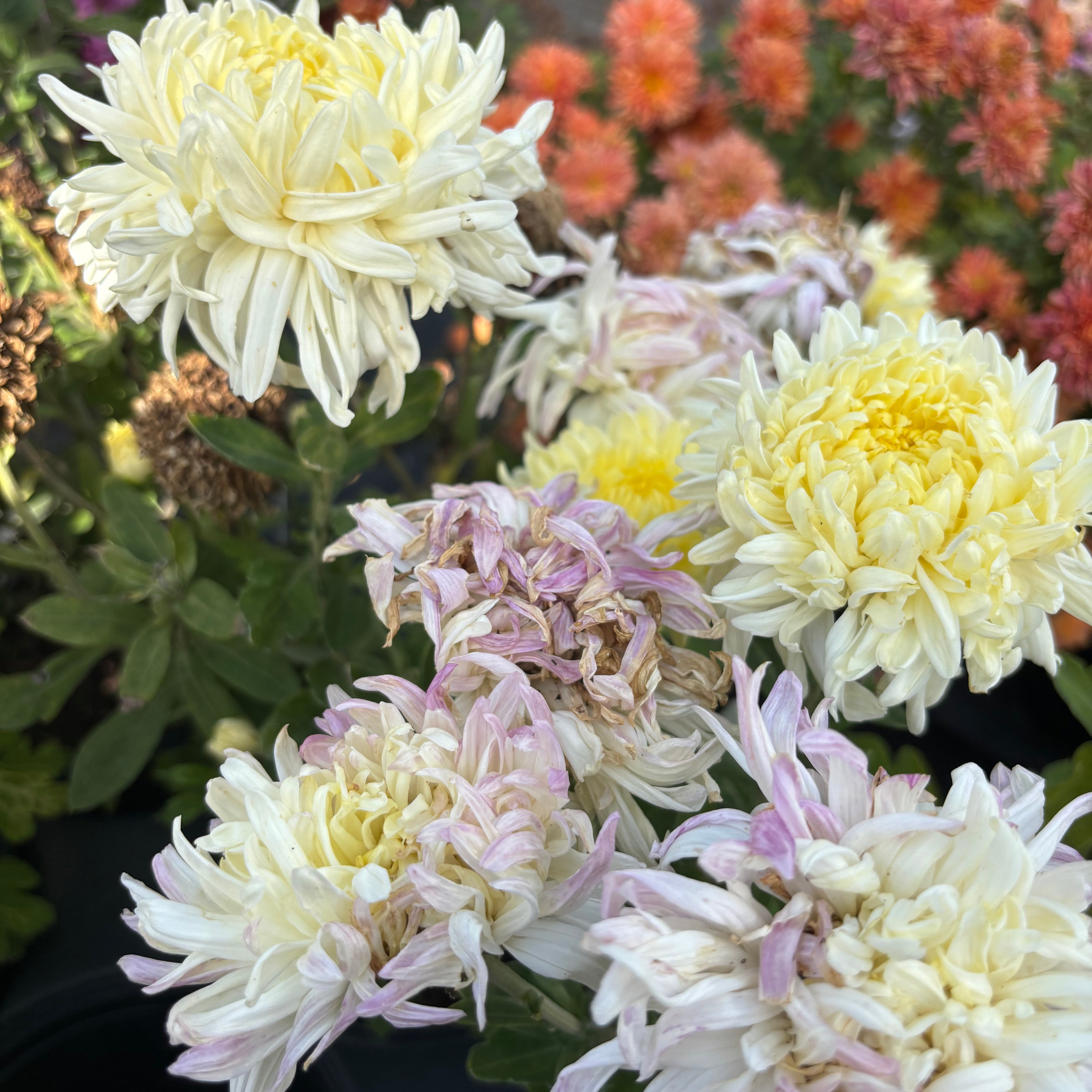 Yew Dell Botanical Gardens