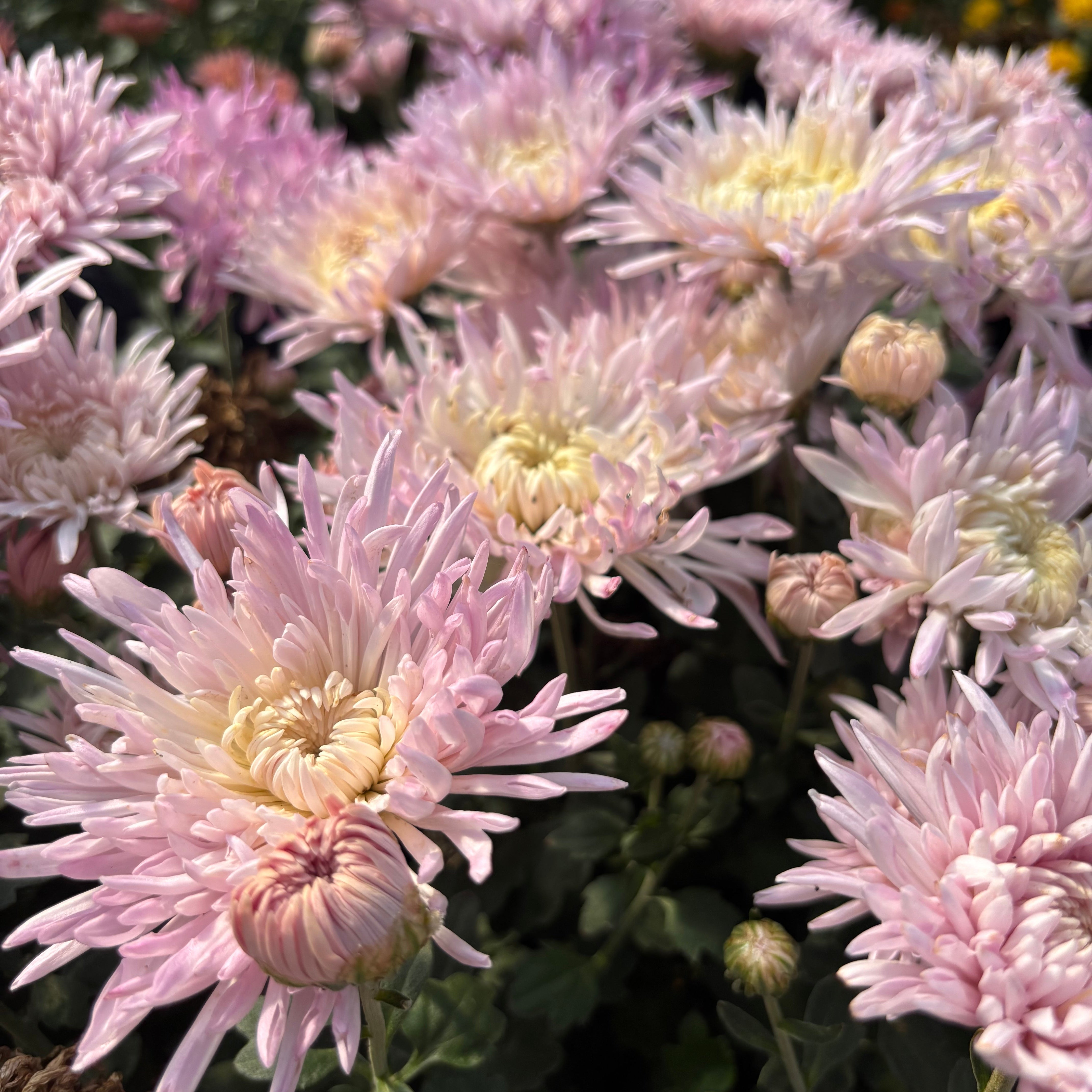 Yew Dell Botanical Gardens