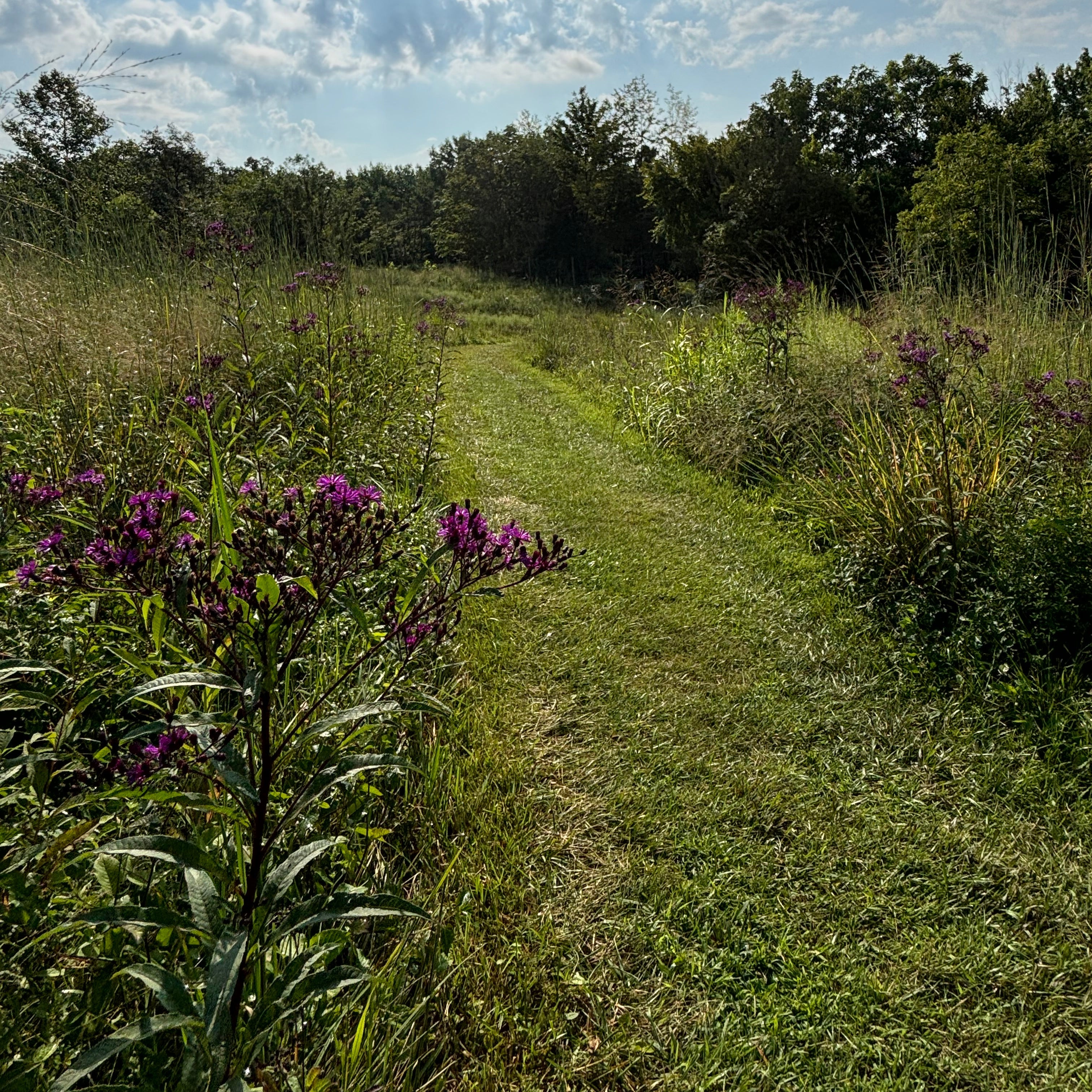 Vernonia fasciculata (Prairie Ironweed)