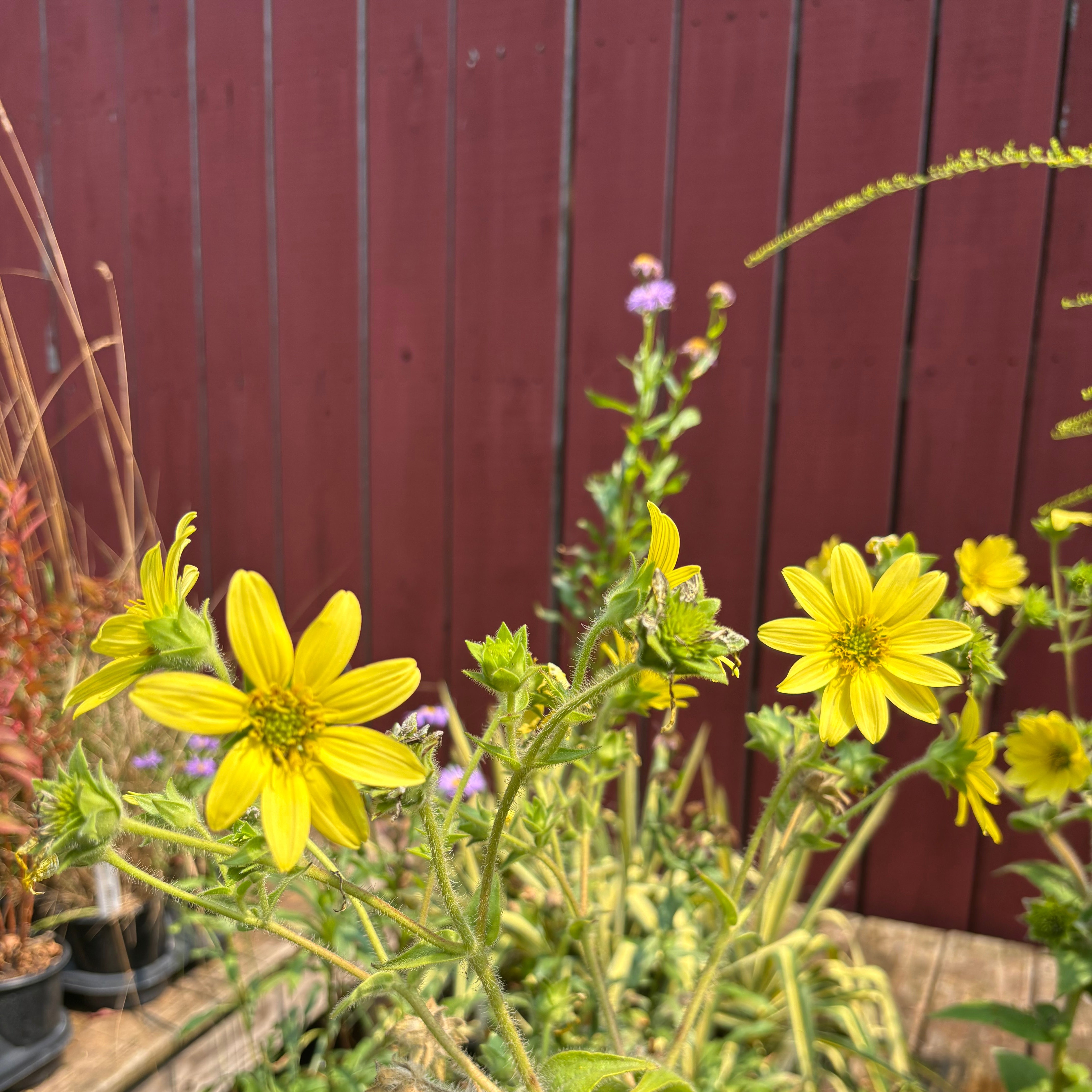 Yew Dell Botanical Gardens