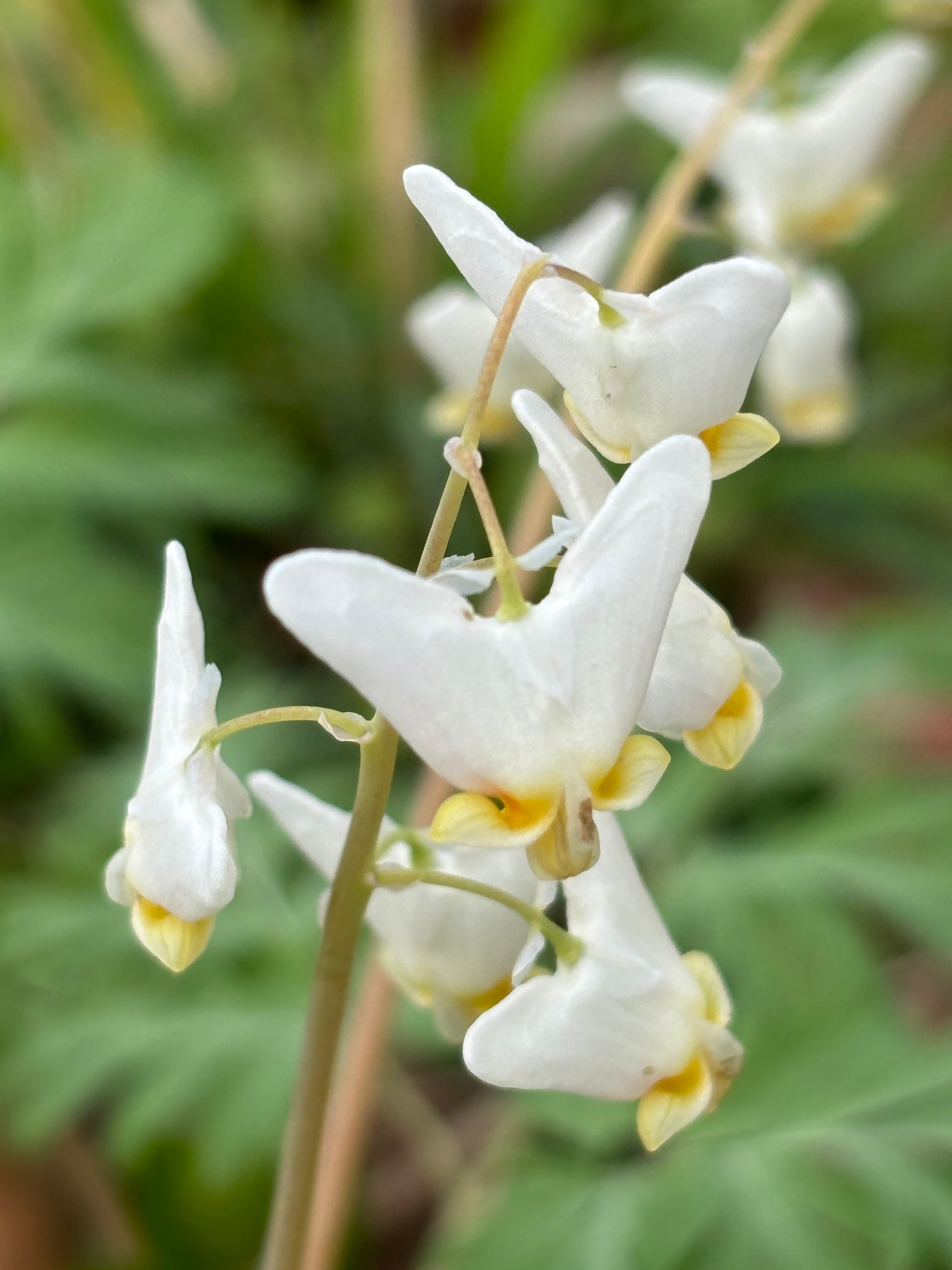 Dicentra cucullaria (Dutchman's Breeches)