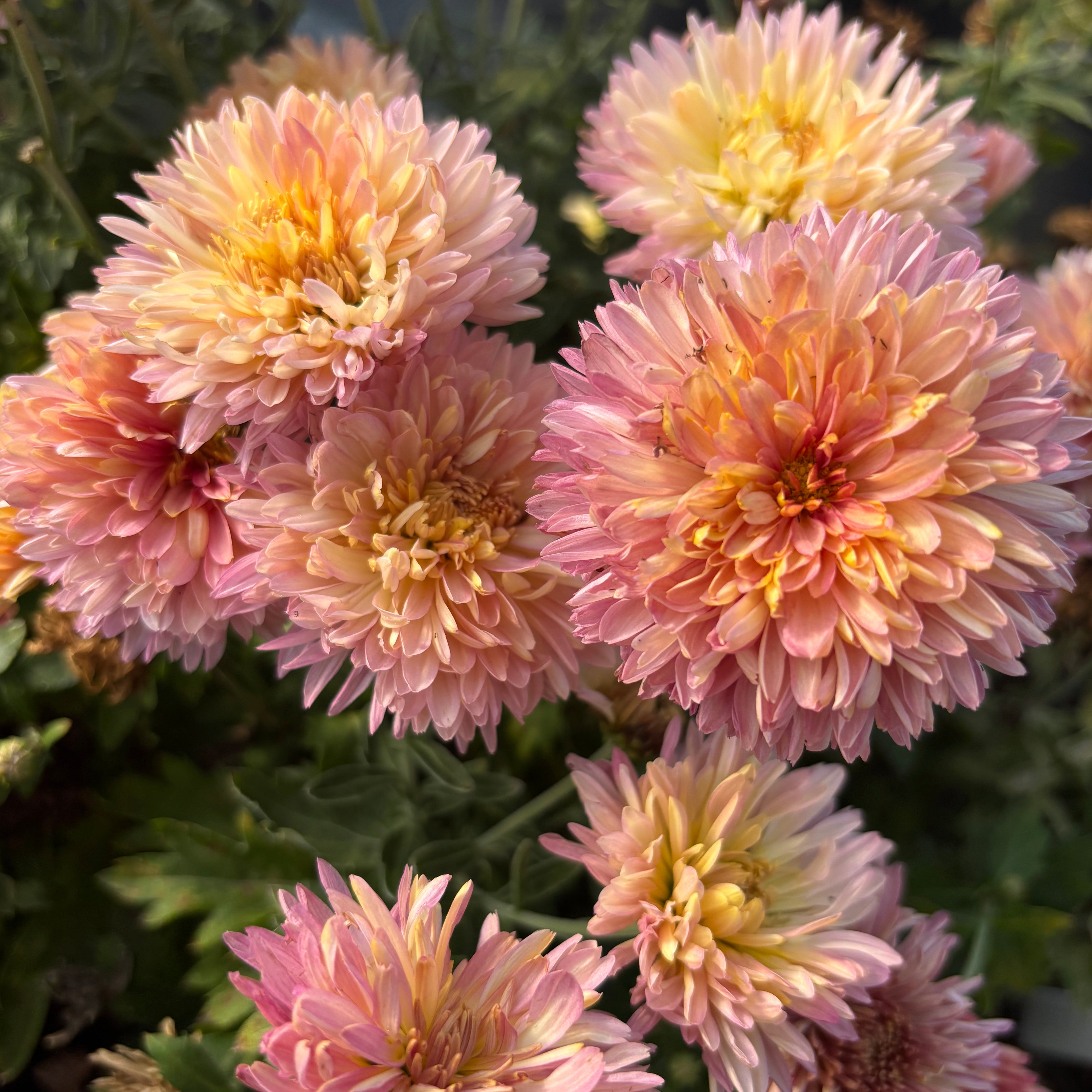 Yew Dell Botanical Gardens