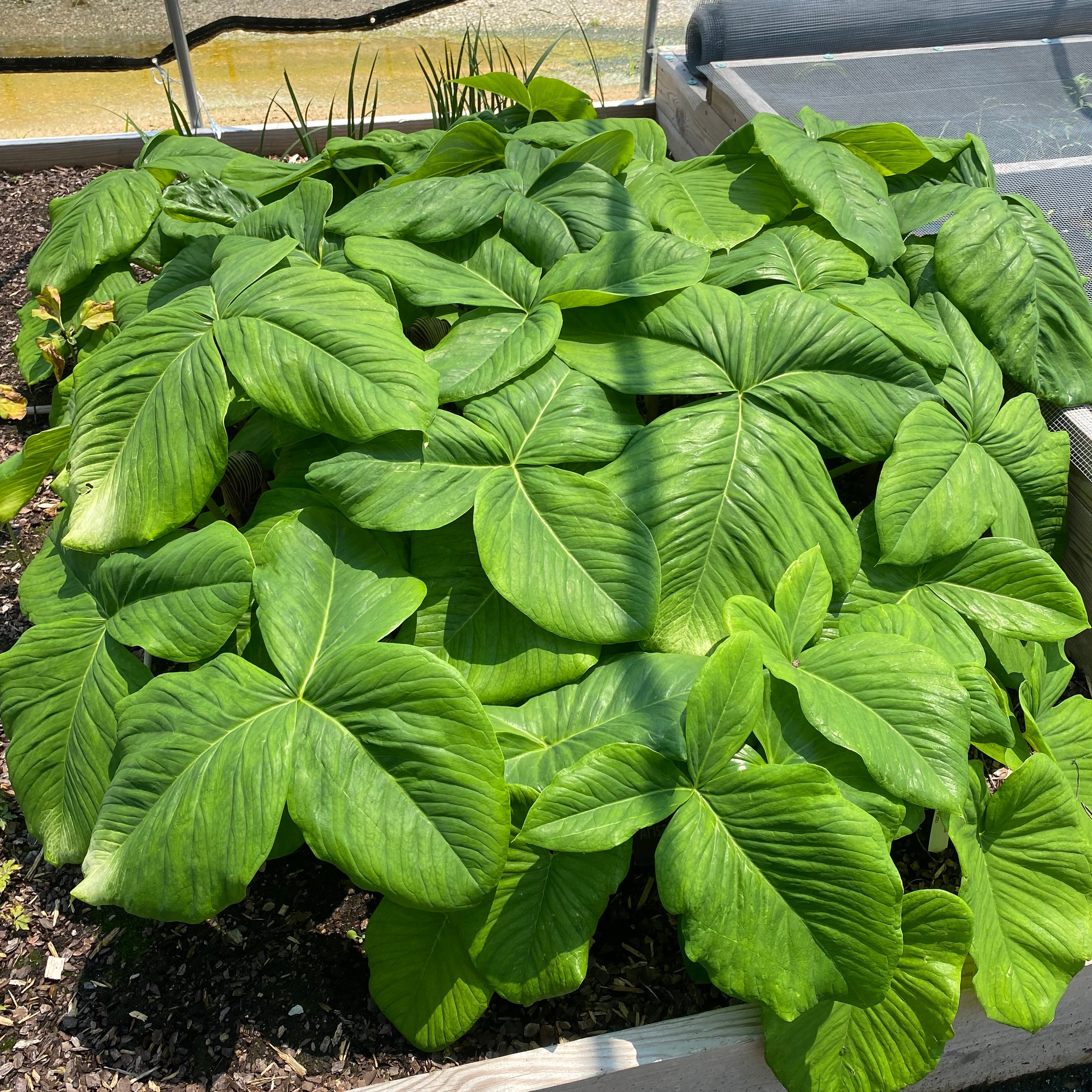 Arisaema fargesii (Cobra Lily)