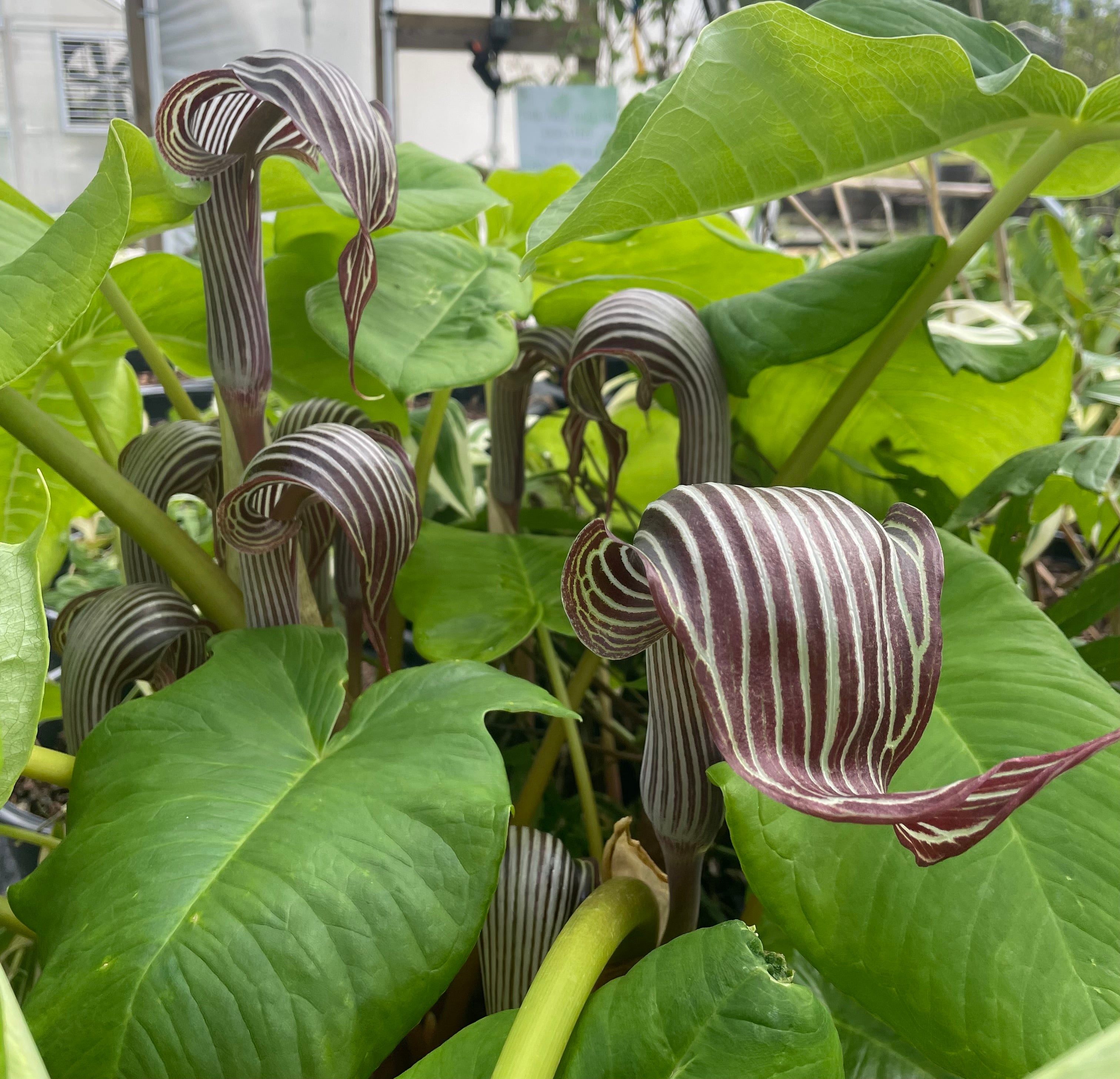 snake lily flower Arisaema fargesii (Cobra Lily)
