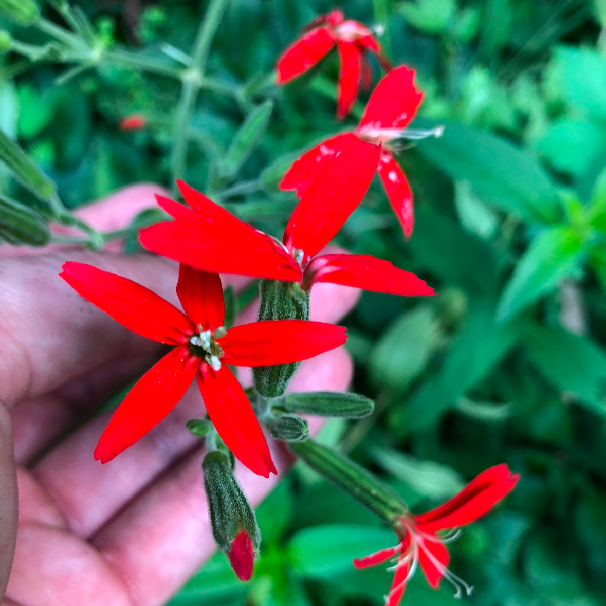 Silene regia (Royal Catchfly)
