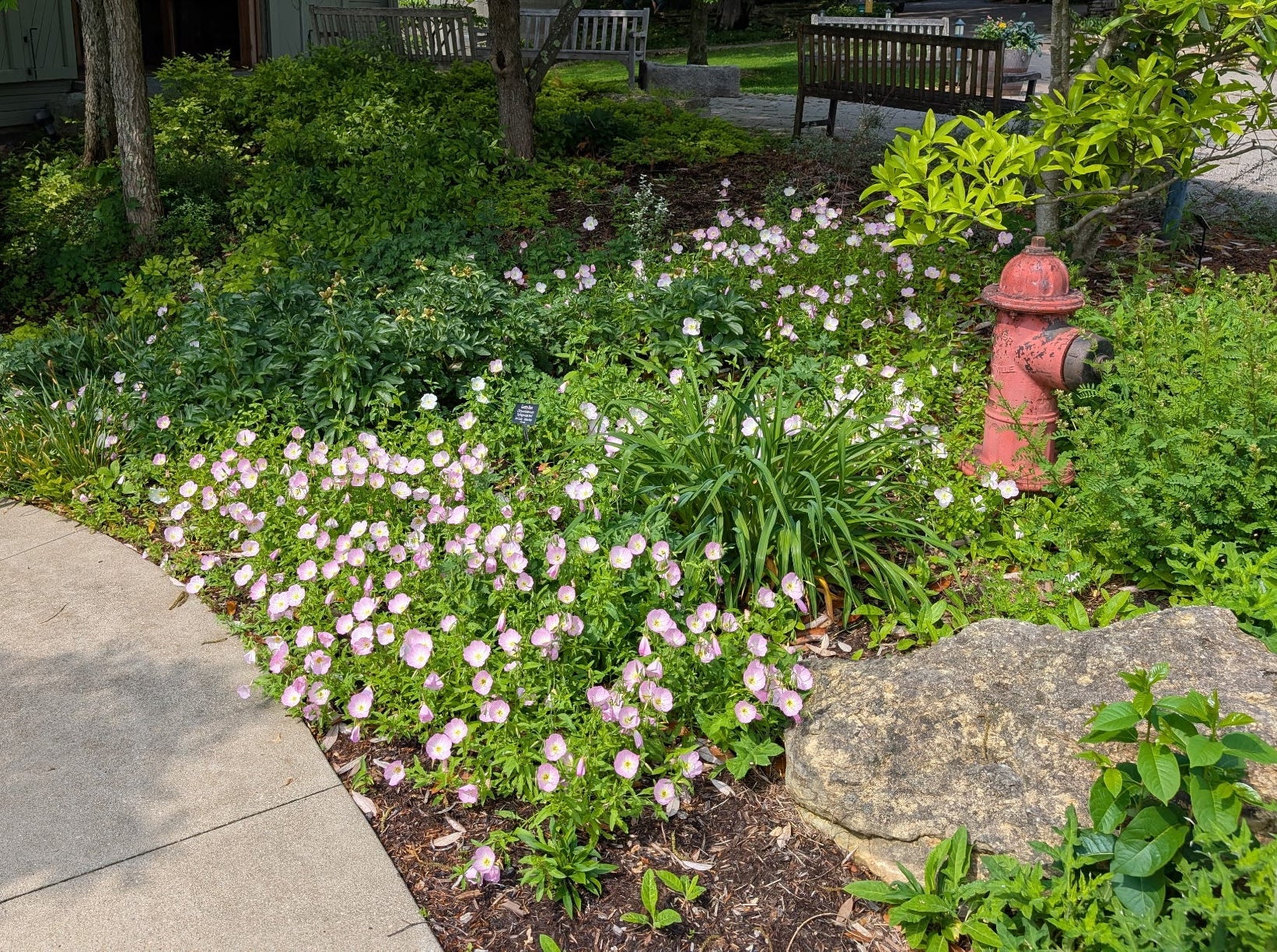 Oenothera speciosa (Pink Evening Primrose)
