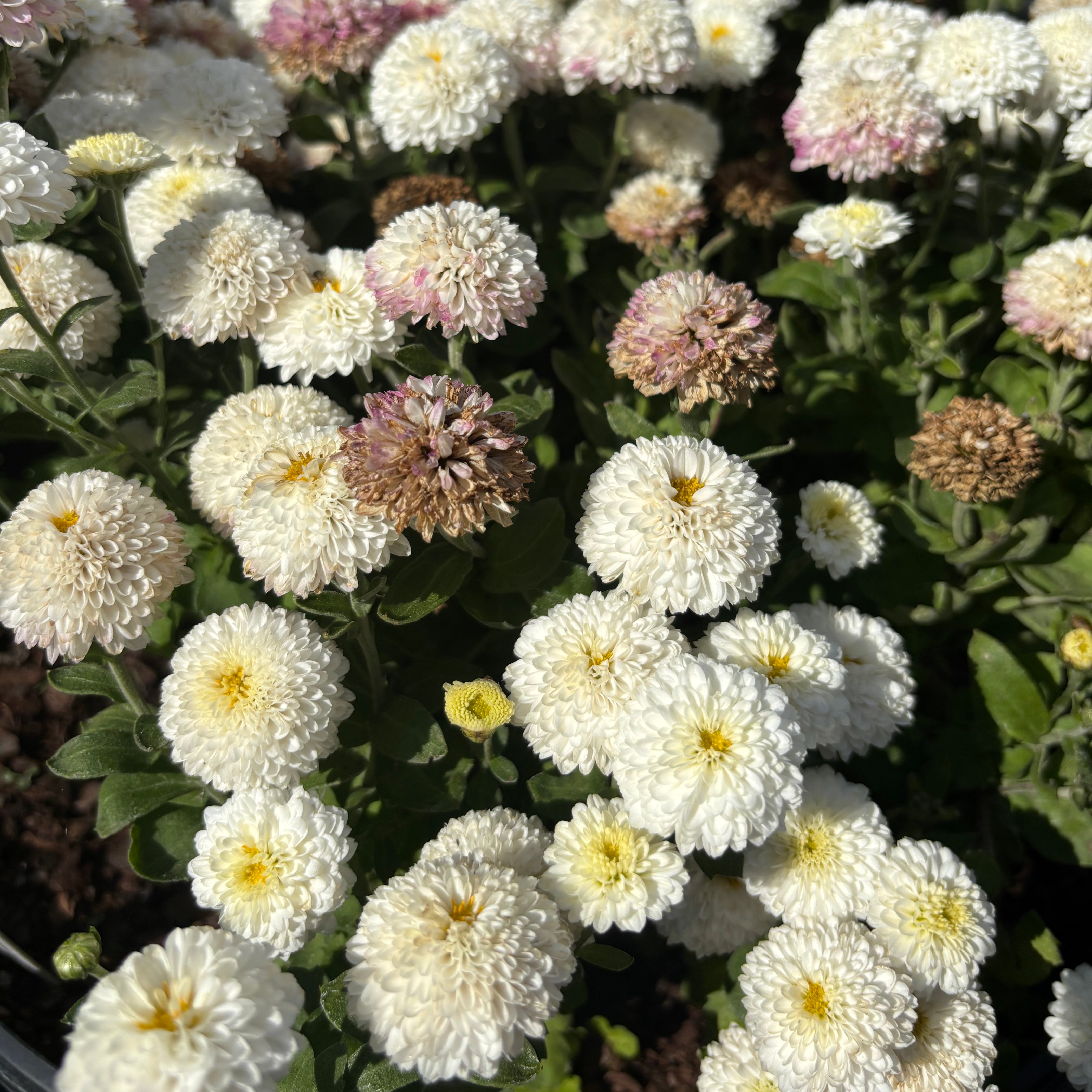 Yew Dell Botanical Gardens