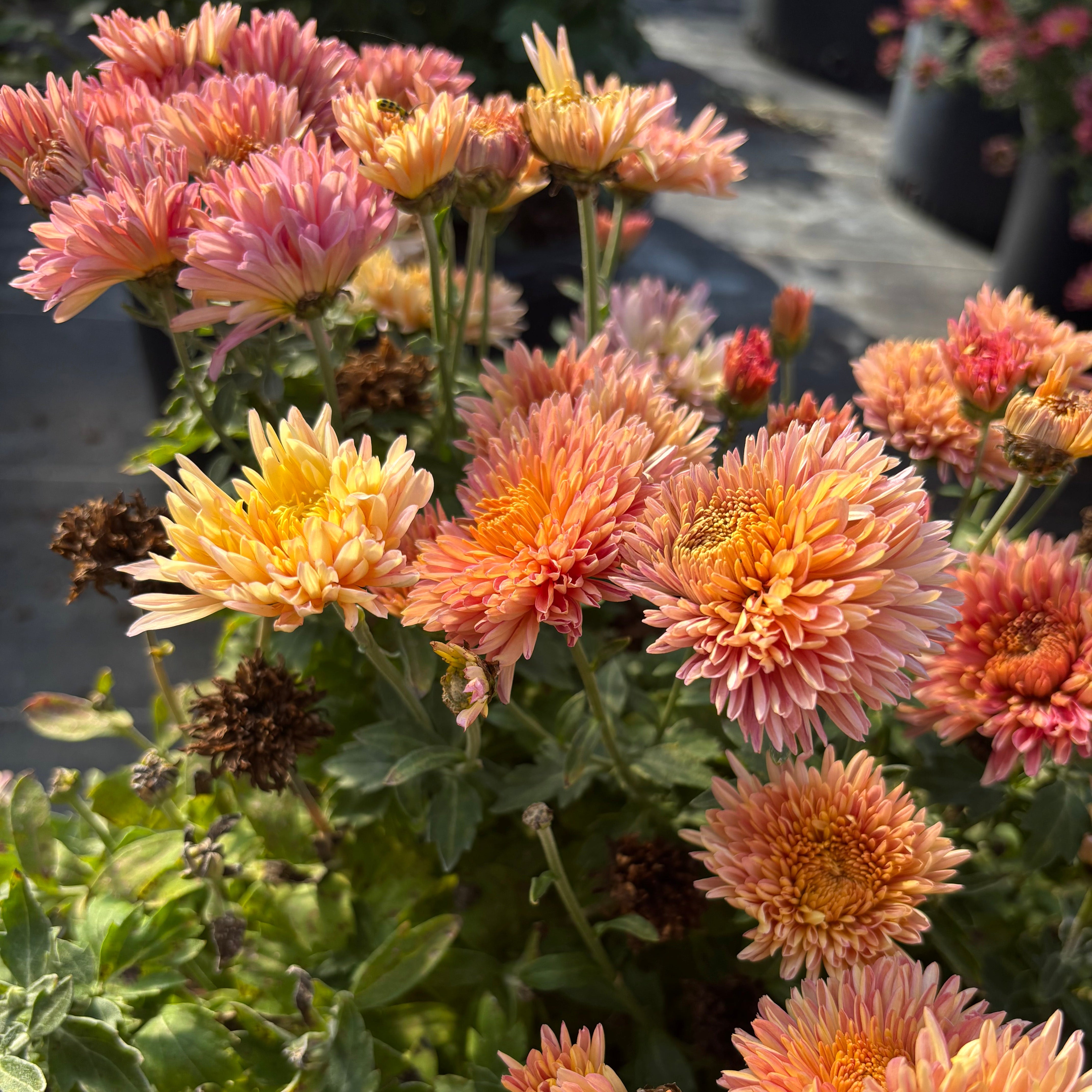 Chrysanthemum 'Vulcan' (Hardy Garden Mum)
