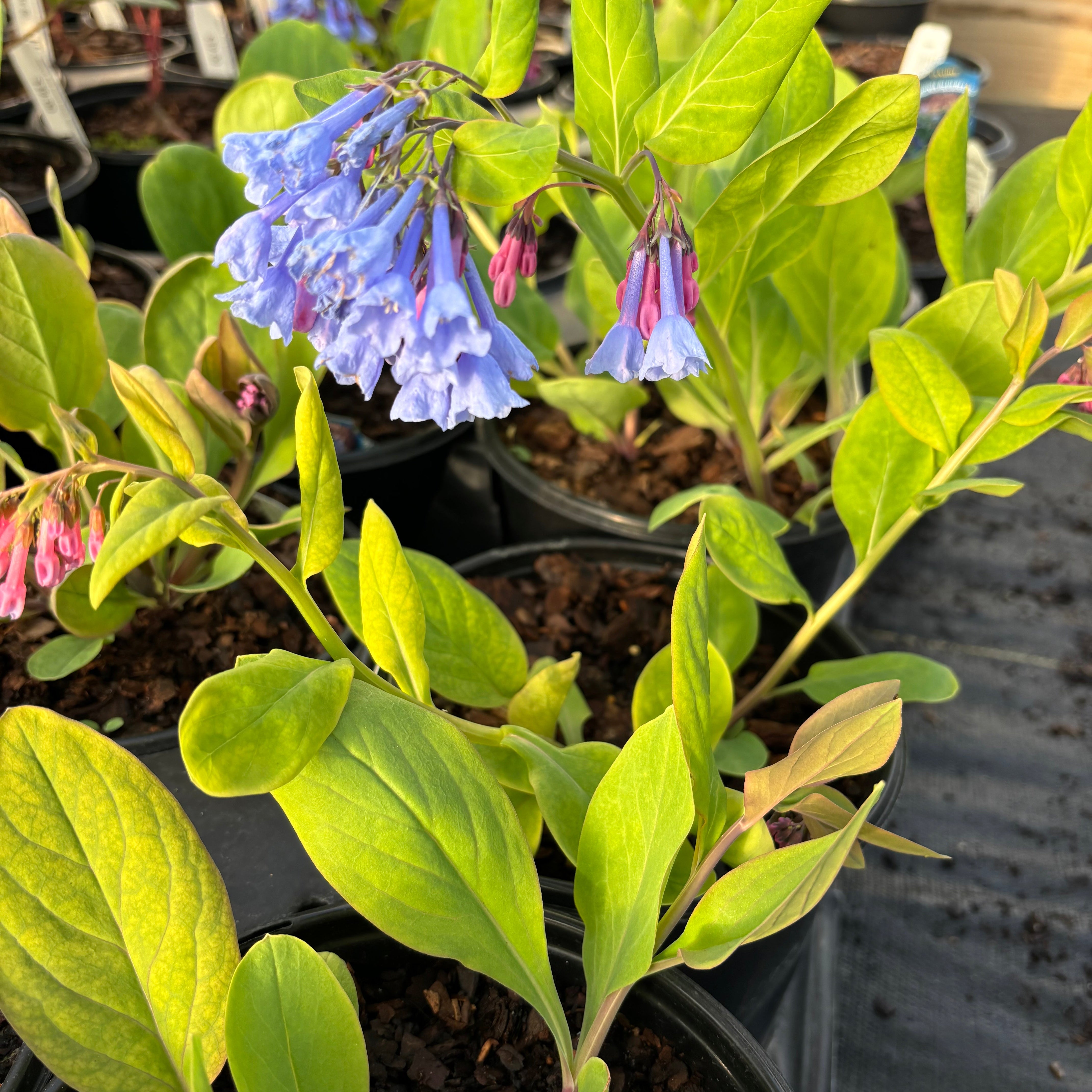 Mertensia virginica (Virginia Bluebells)