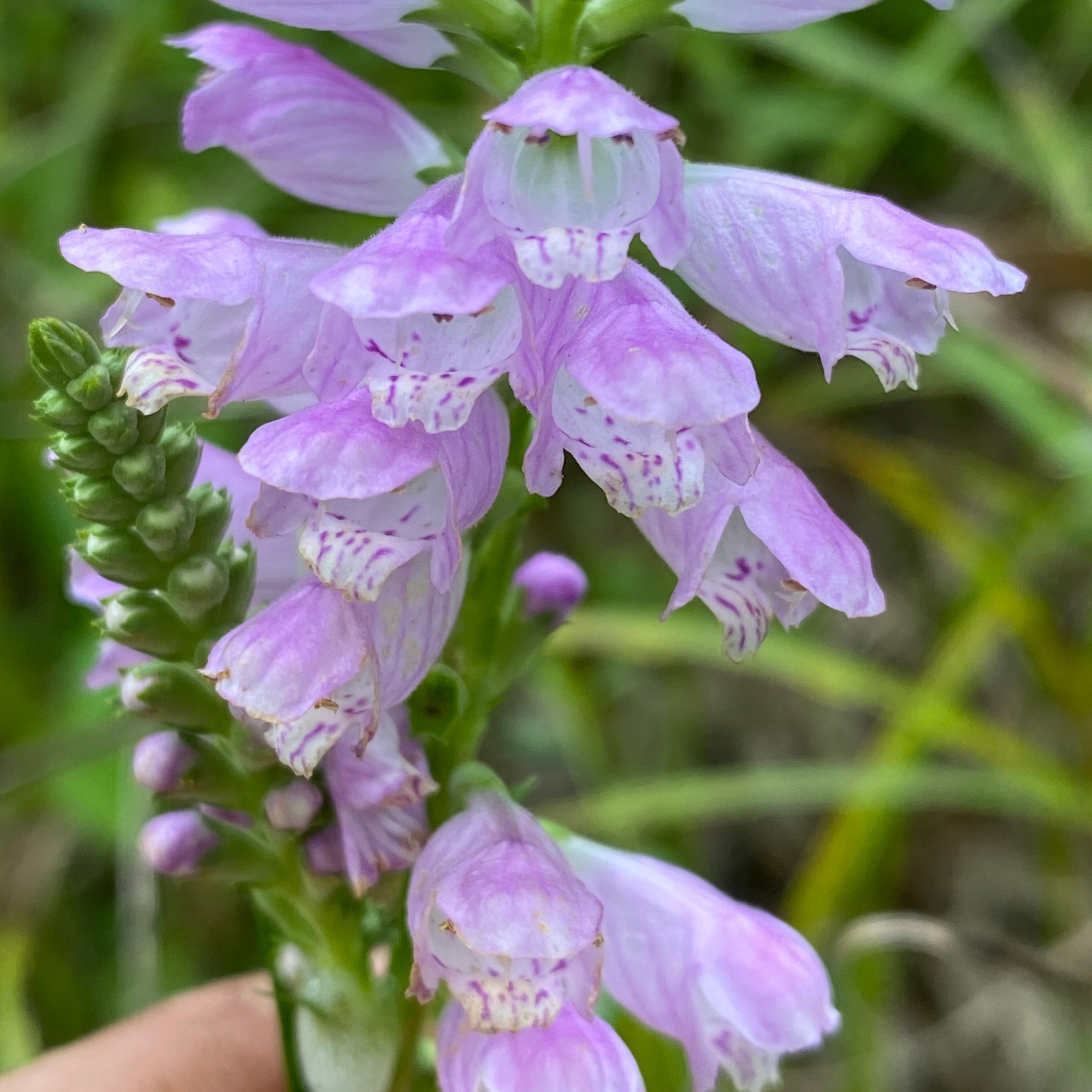 Physostegia virginiana 'Pink Manners' (Obedient Plant)