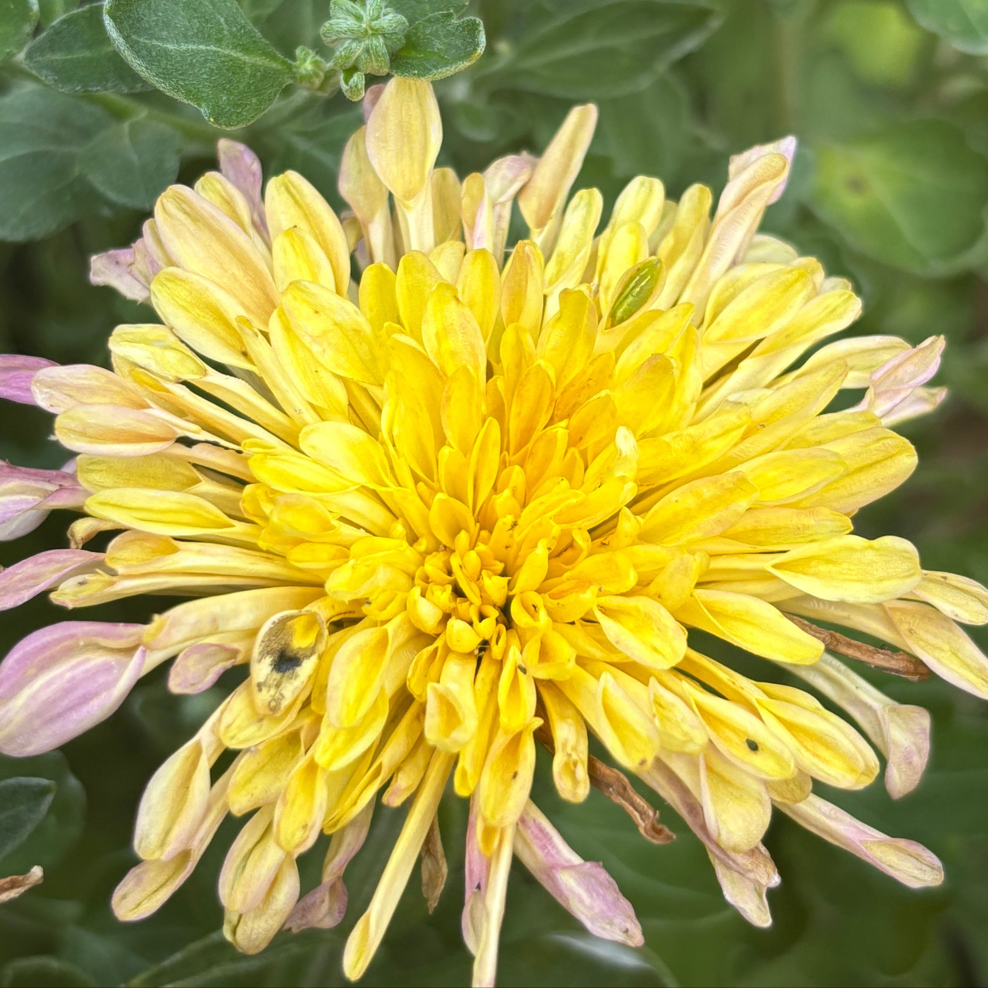 Chrysanthemum 'Peach Centerpiece' (Hardy Garden Mum)