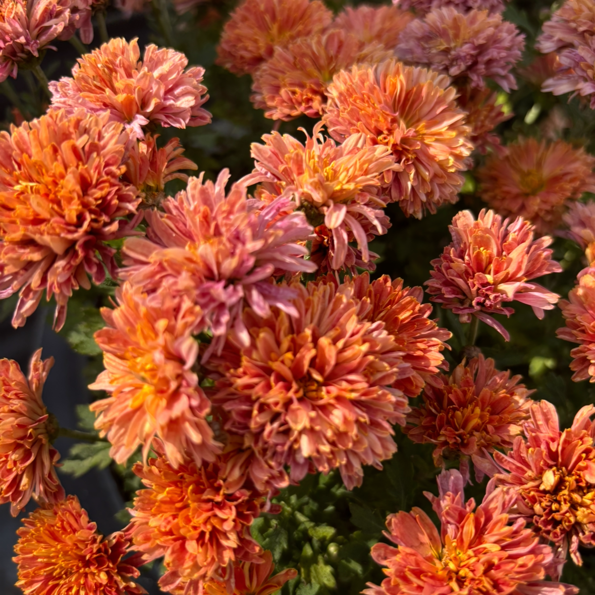 Yew Dell Botanical Gardens