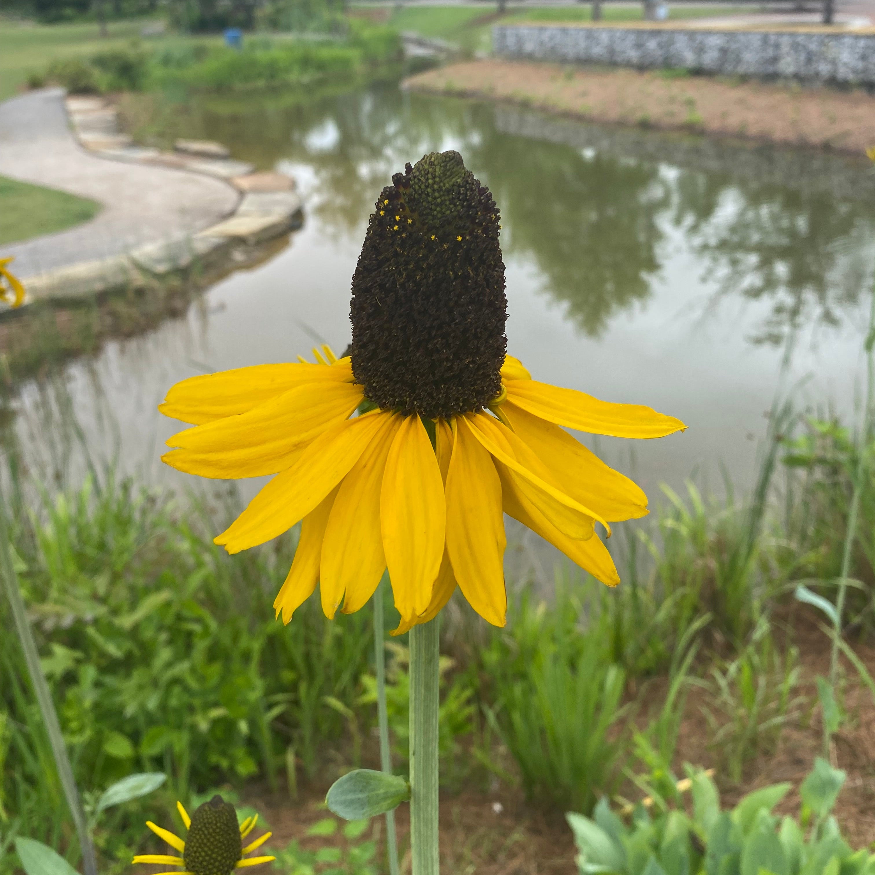 Rudbeckia maxima (Giant Coneflower)
