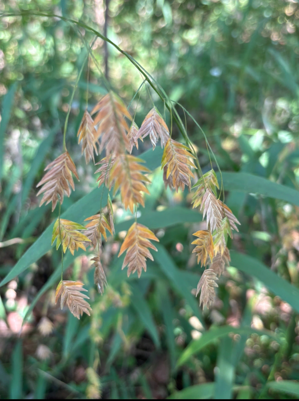 Yew Dell Botanical Gardens