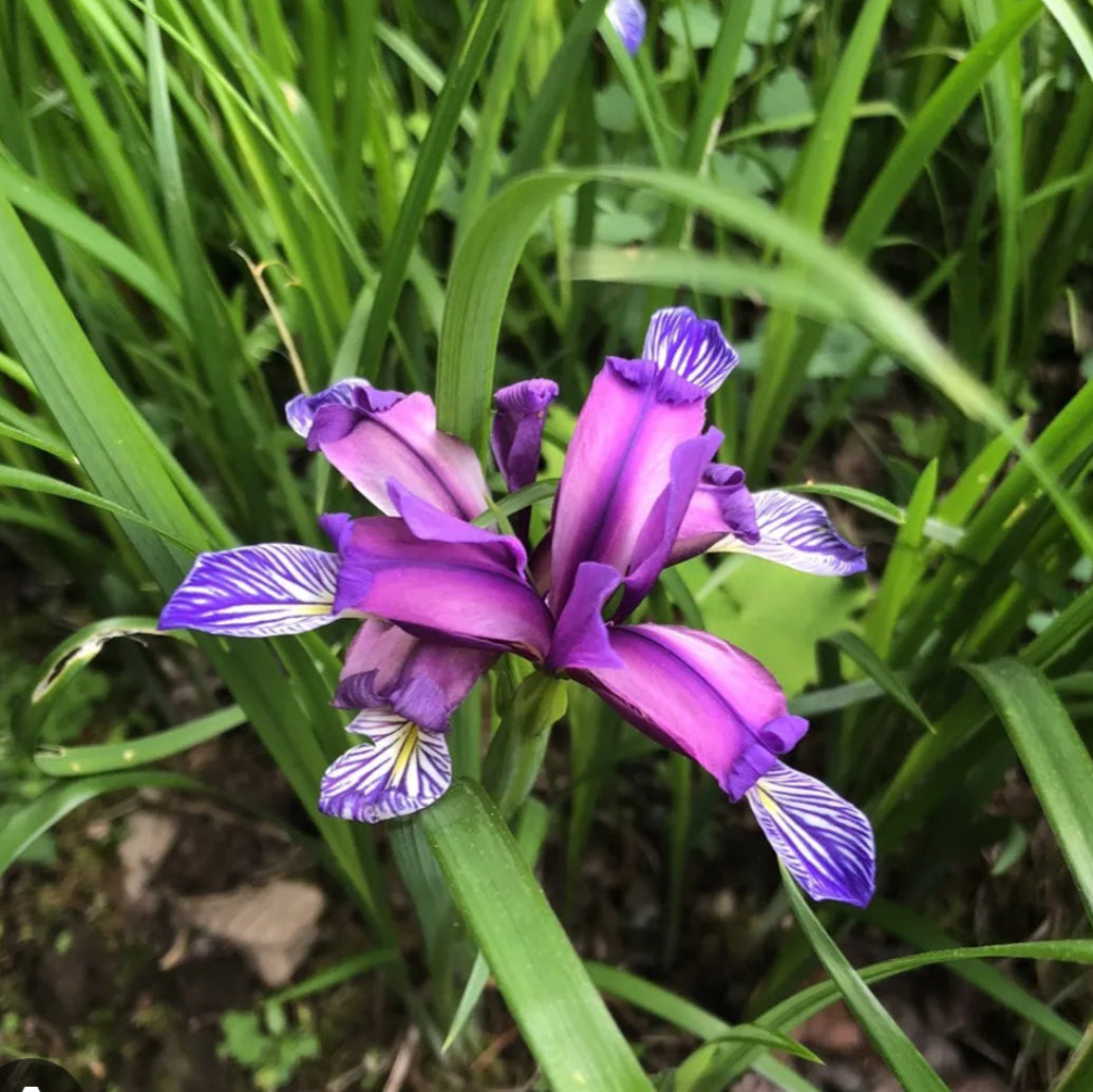 Yew Dell Botanical Gardens