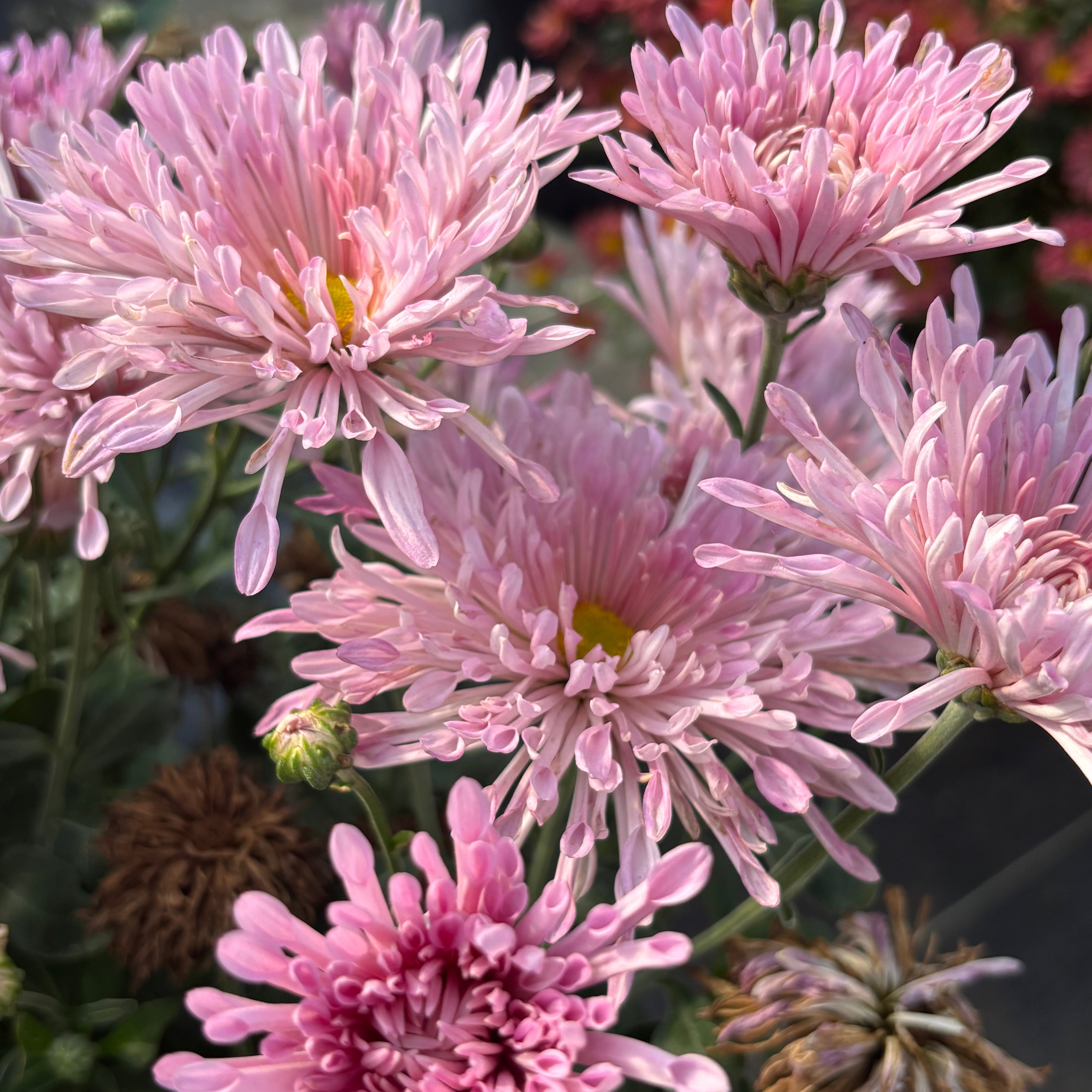 Chrysanthemum 'Centerpiece' (Hardy Garden Mum)