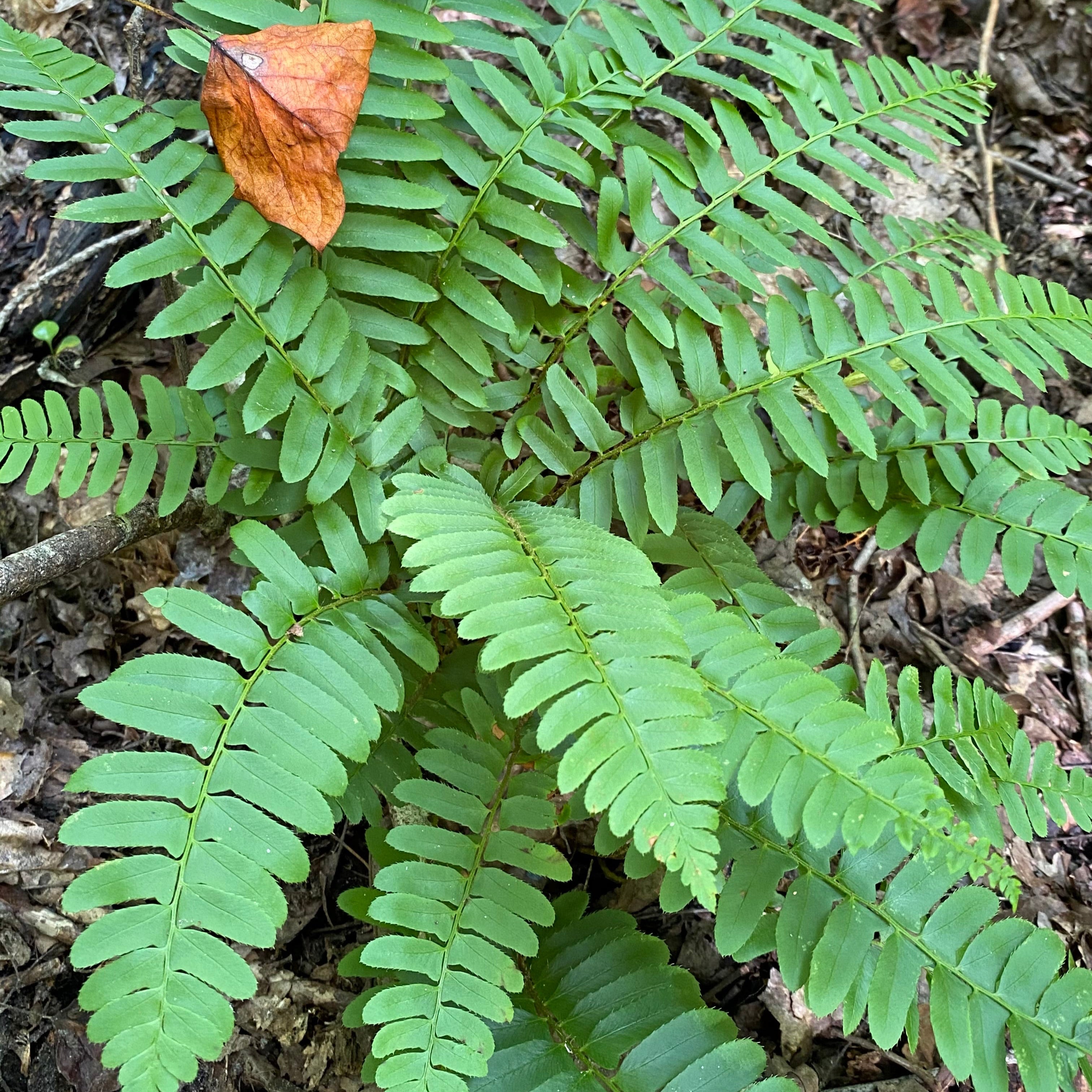 Polystichum acrostichoides (Christmas Fern)