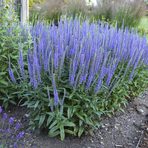 Veronica 'Blue Skywalker' (Spike Speedwell)