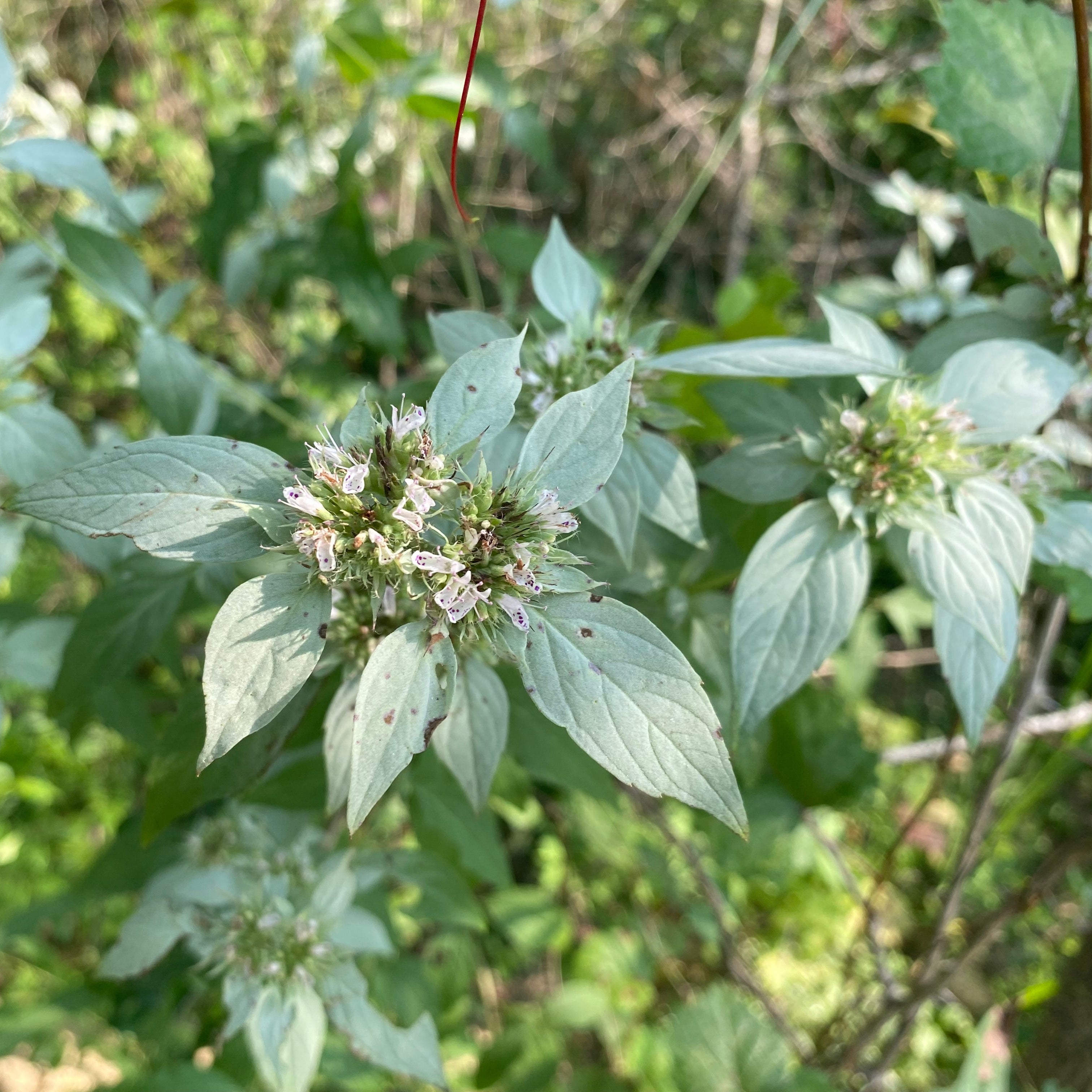 Pycnanthemum muticum (Blunt Mountain Mint)