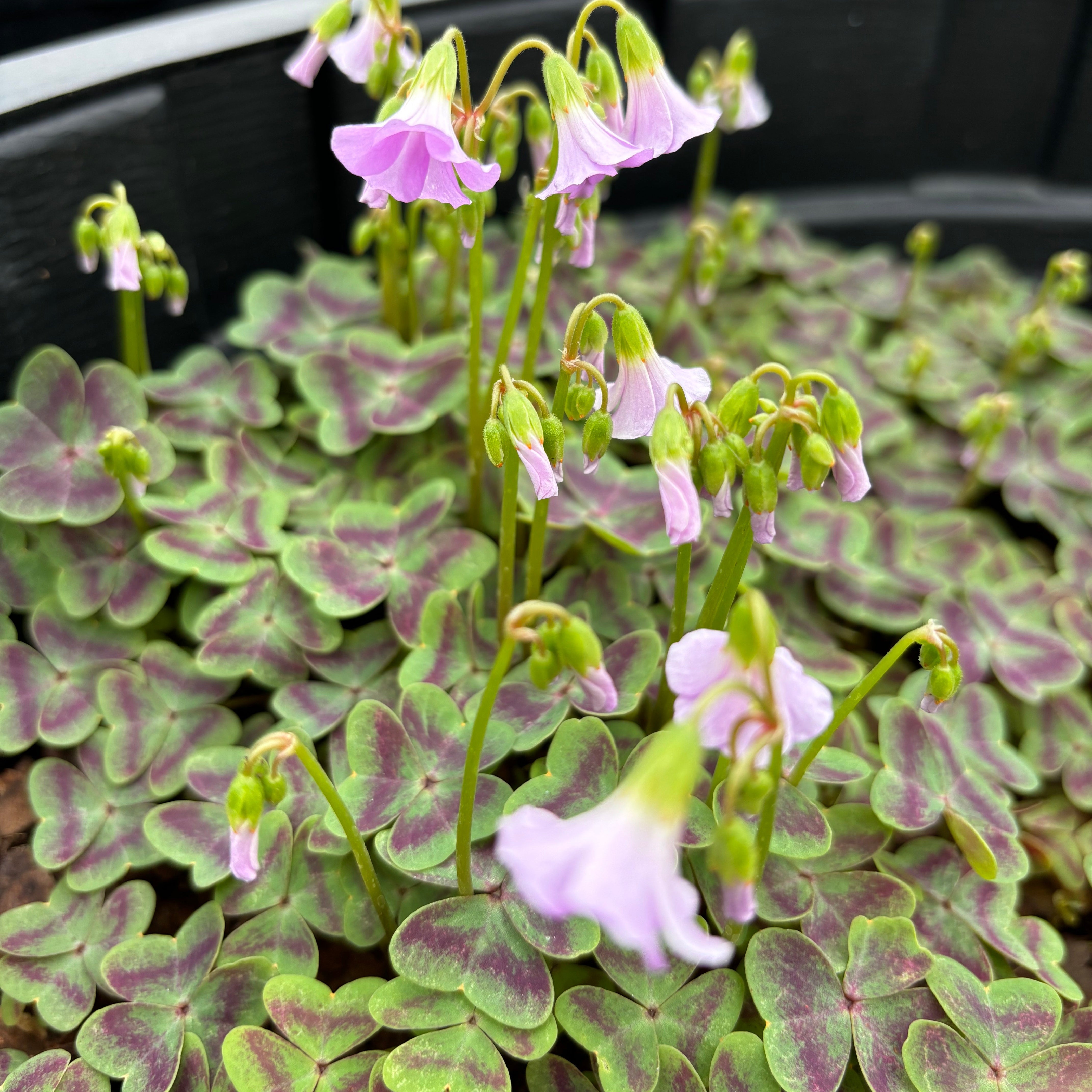 Oxalis violacea 'Love in Vein' (Violet Wood Sorrel)