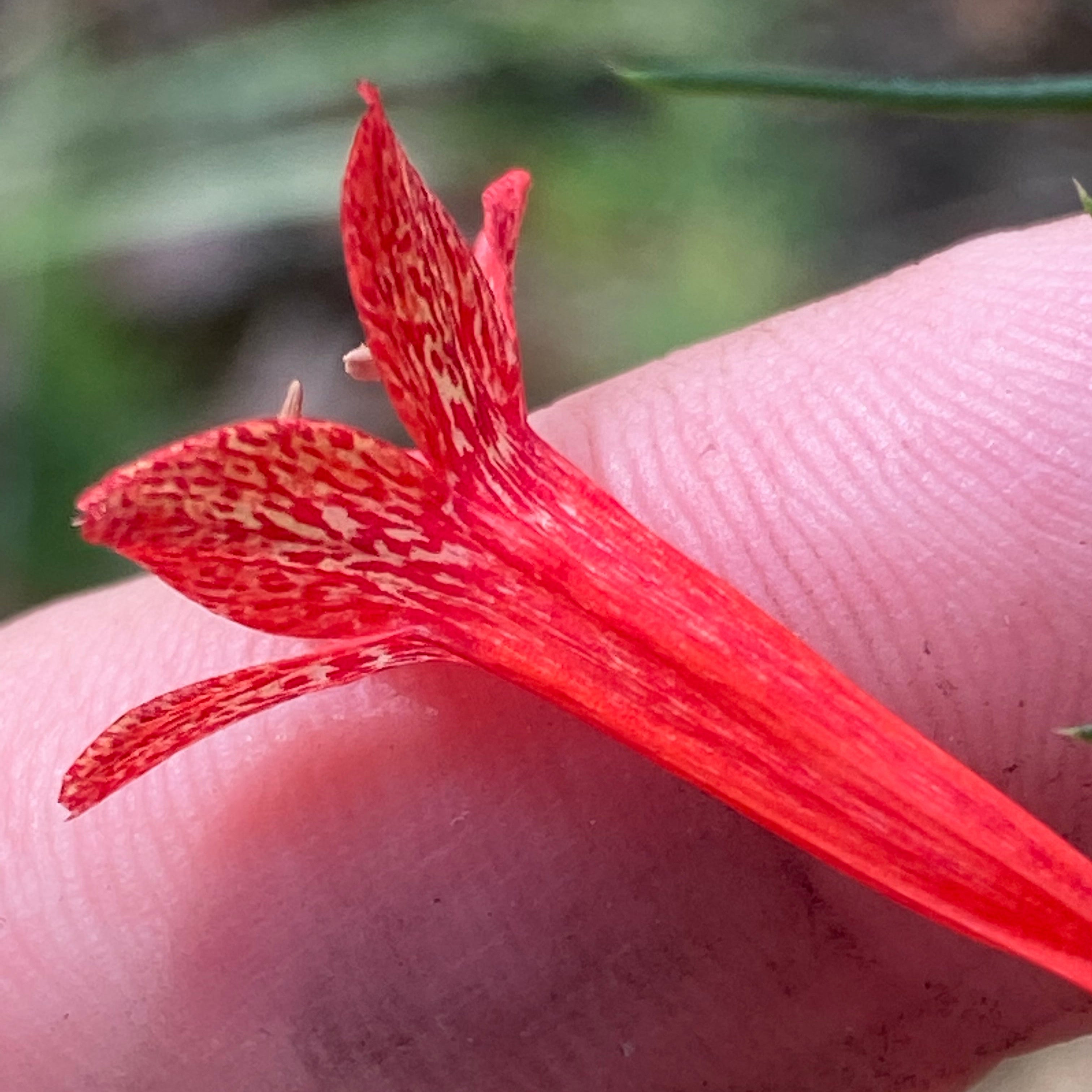 Ipomopsis rubra (Texas Plume)