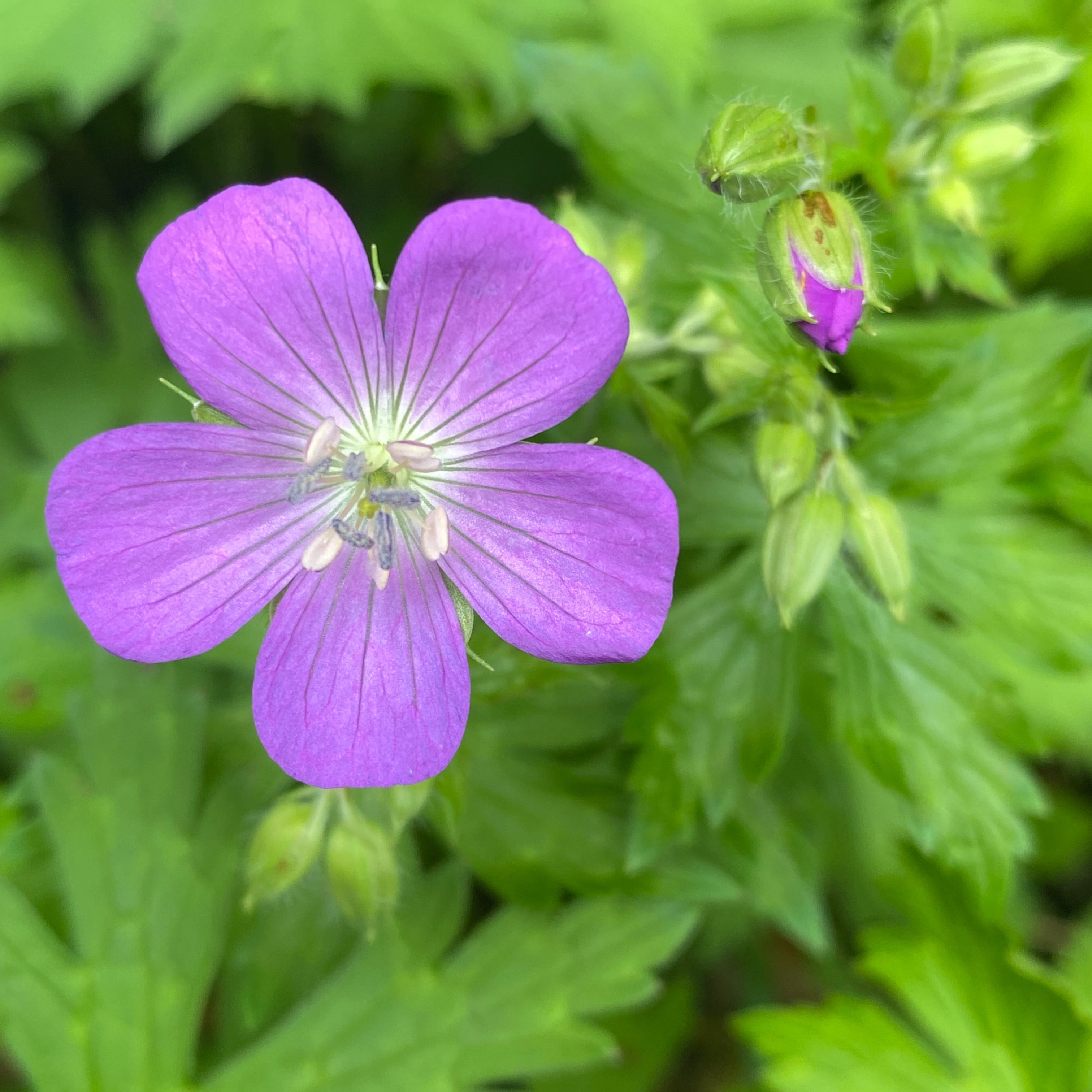 Geranium maculatum (Wild Geranium)
