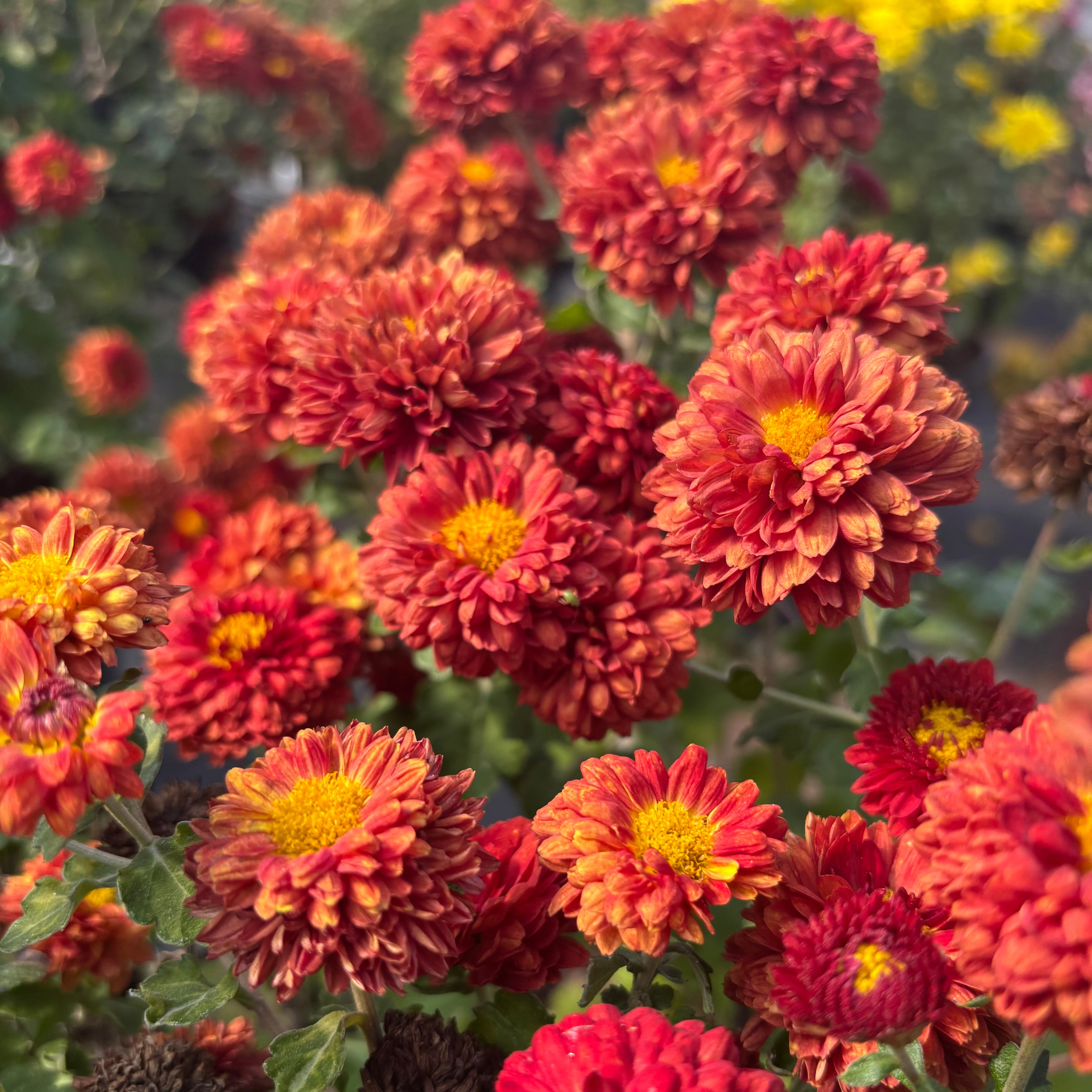 Yew Dell Botanical Gardens