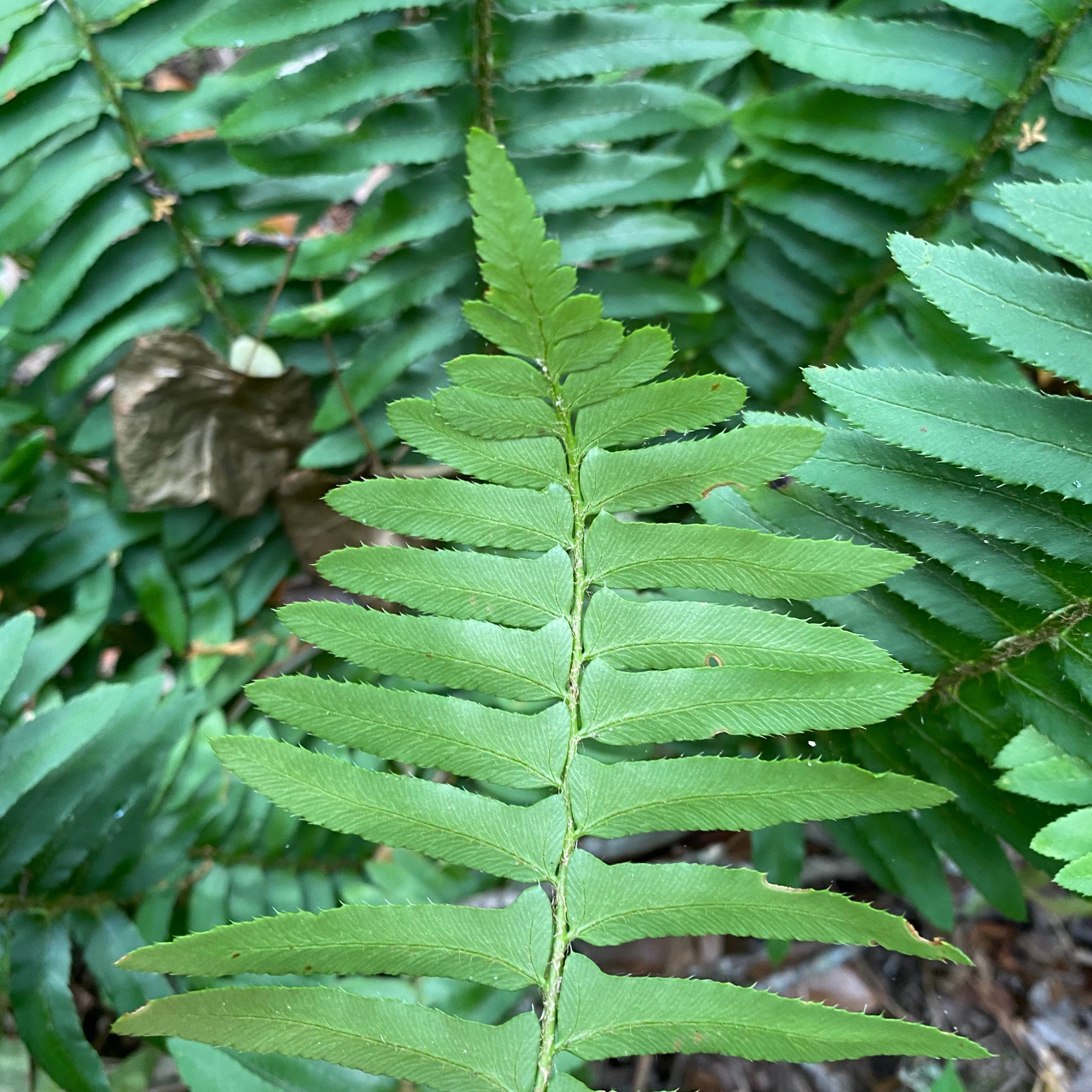 Polystichum acrostichoides (Christmas Fern)