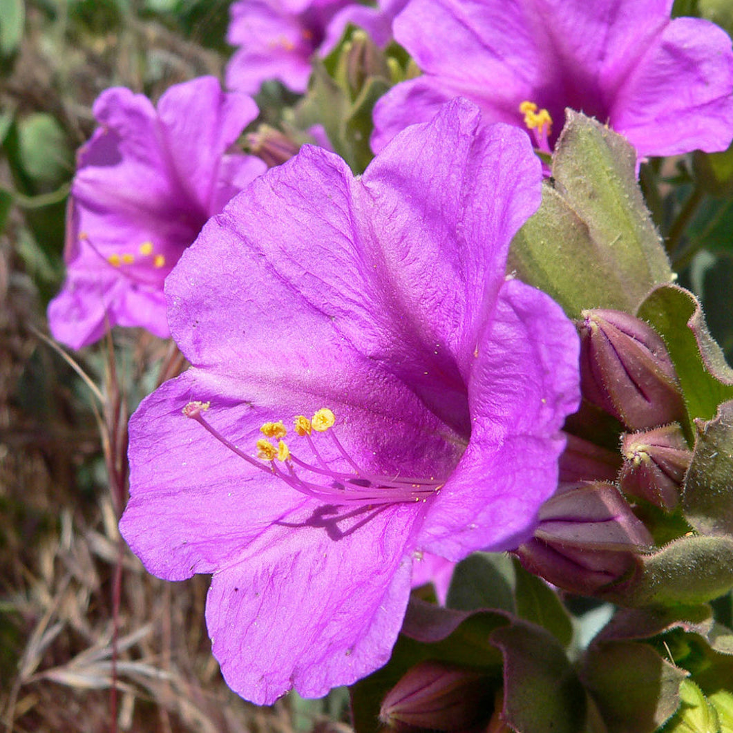 Yew Dell Botanical Gardens