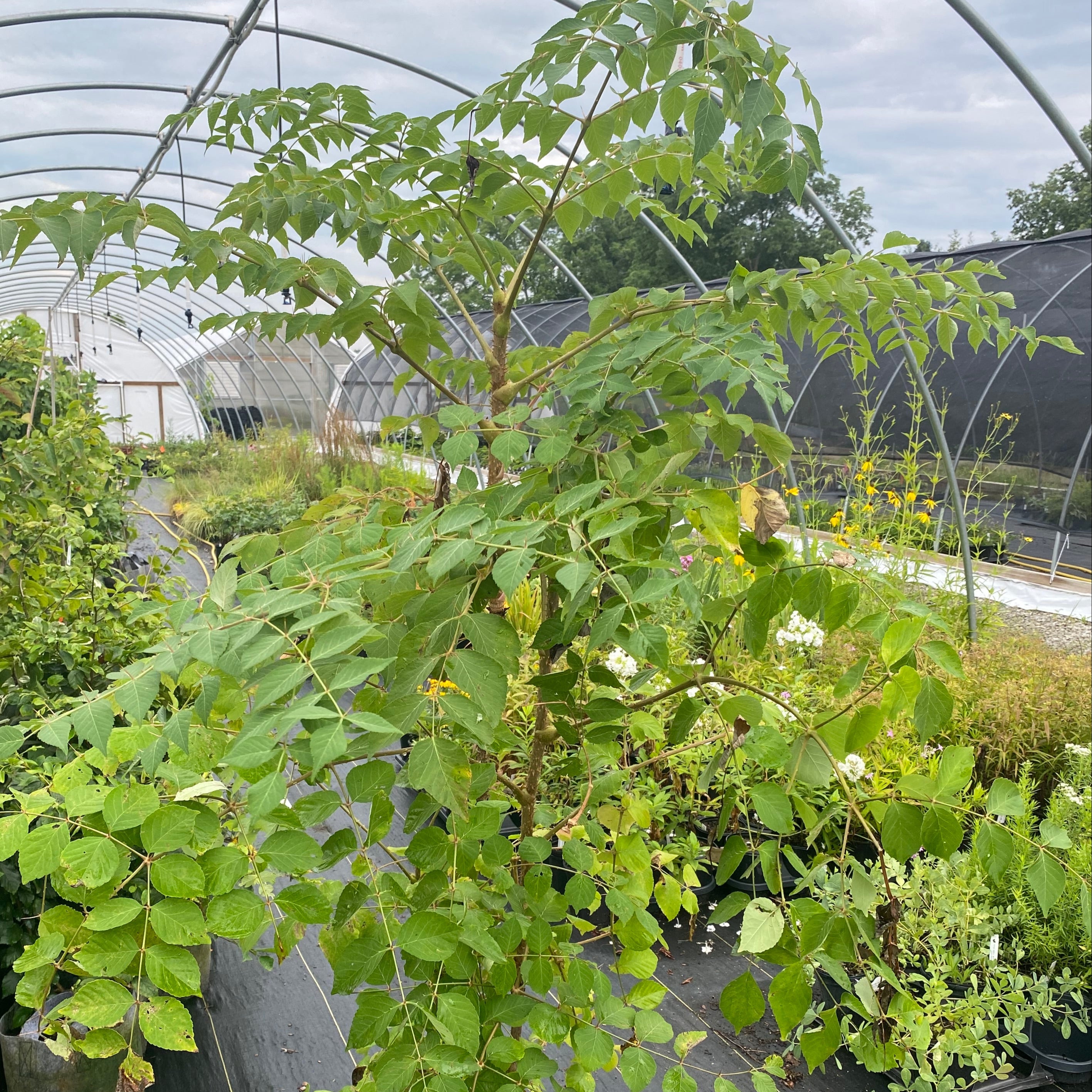 Aralia spinosa (Devil's Walking Stick)