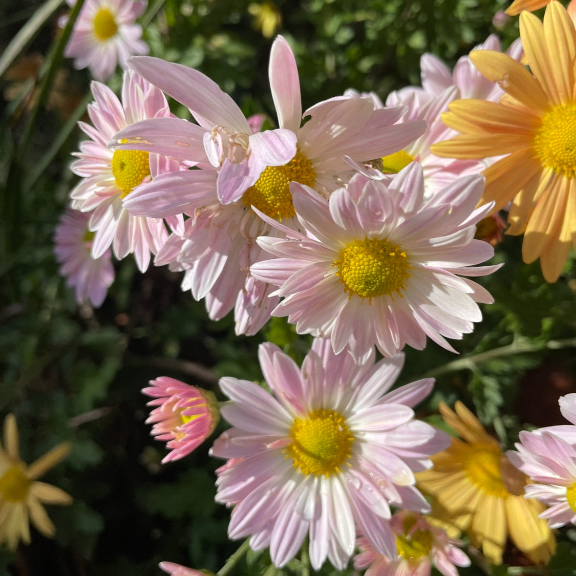 Yew Dell Botanical Gardens