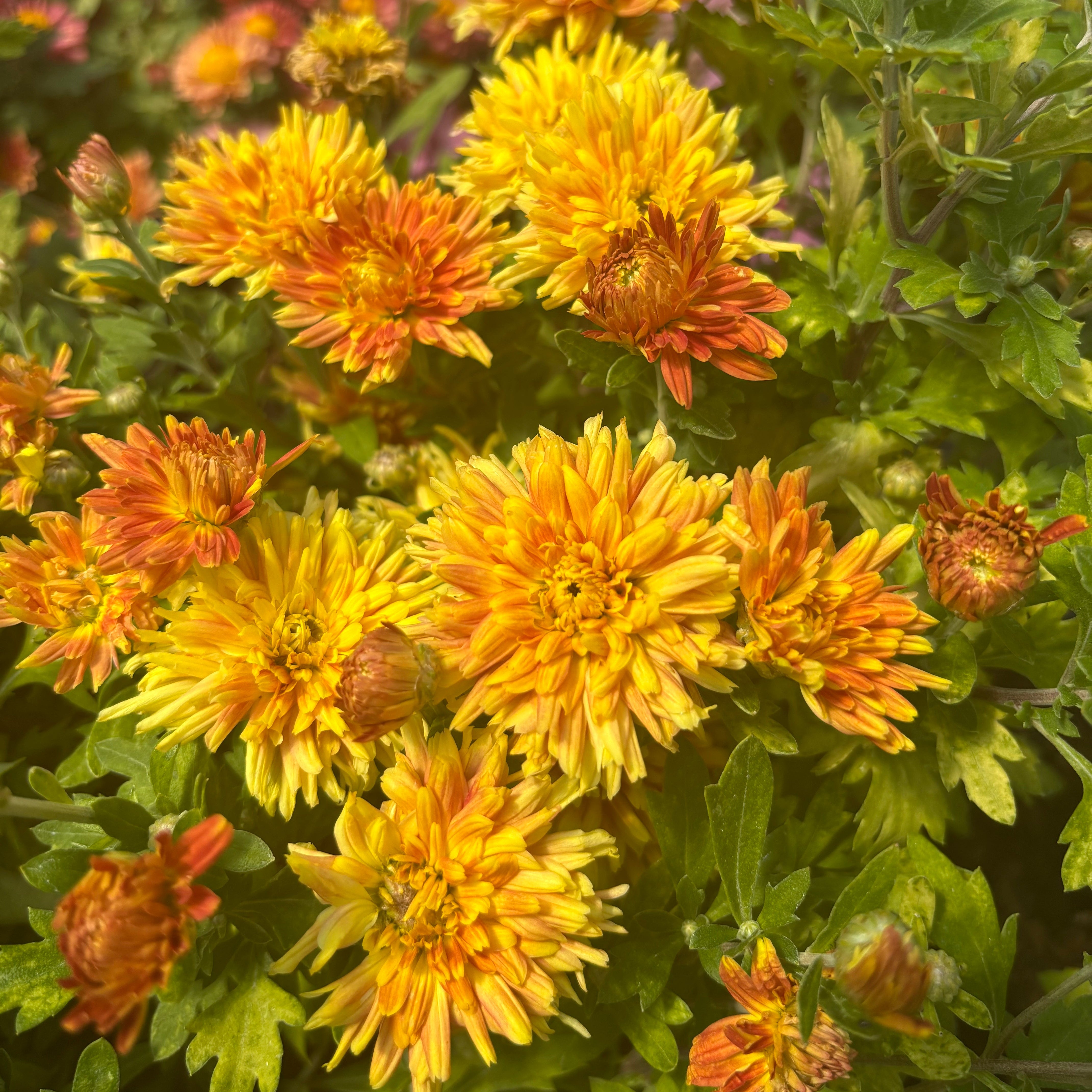 Yew Dell Botanical Gardens