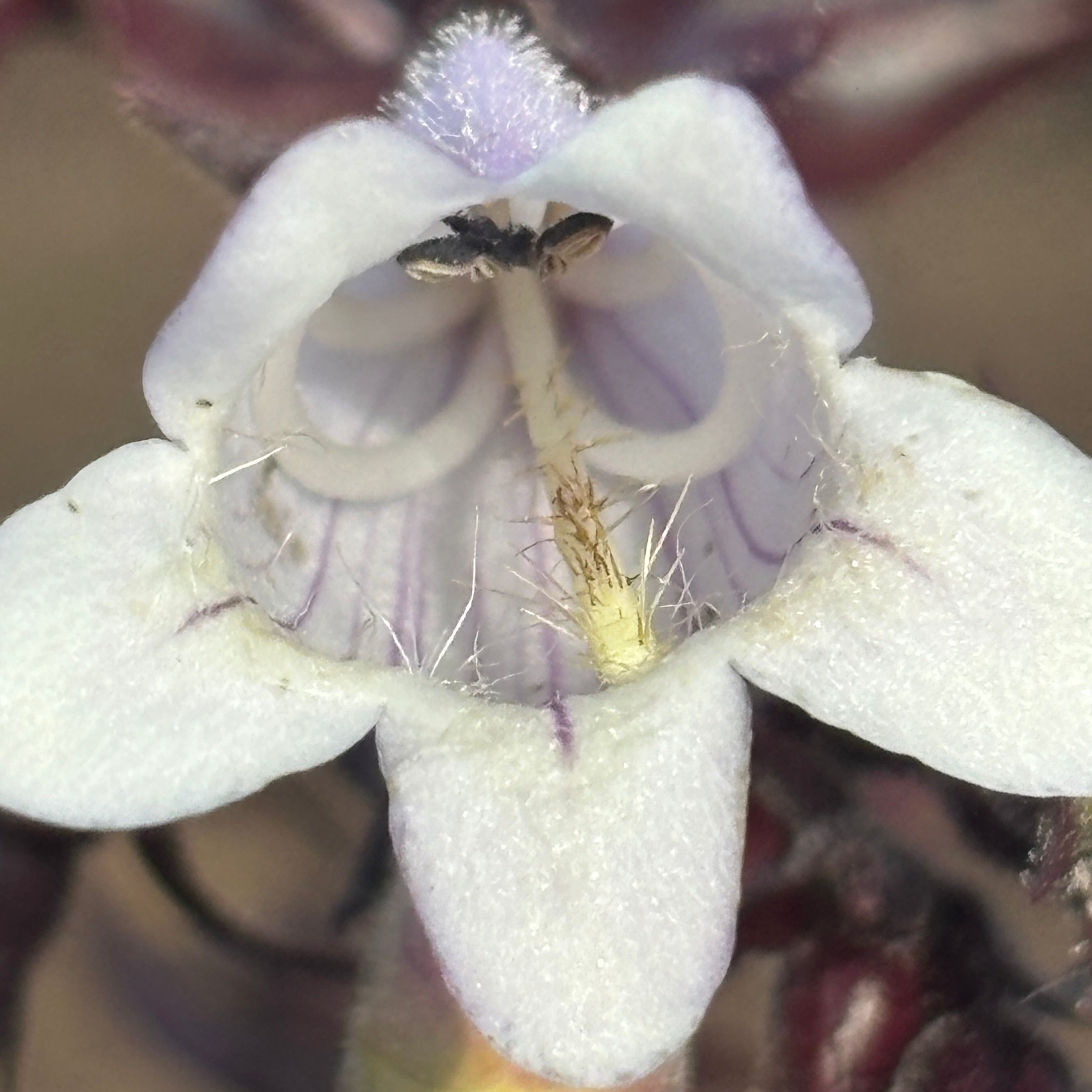 Penstemon digitalis 'Onyx and Pearls' (Beardtongue)