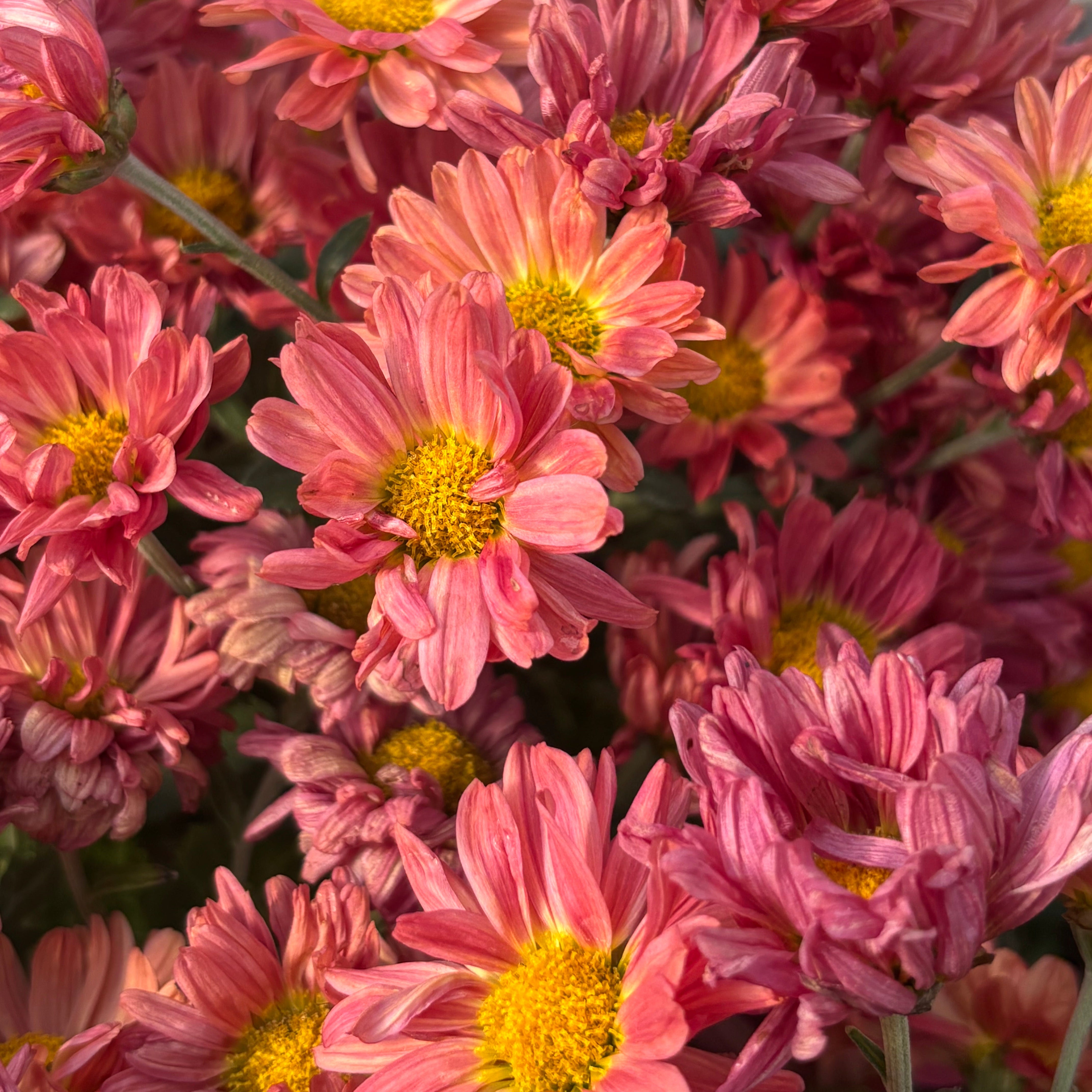 Yew Dell Botanical Gardens
