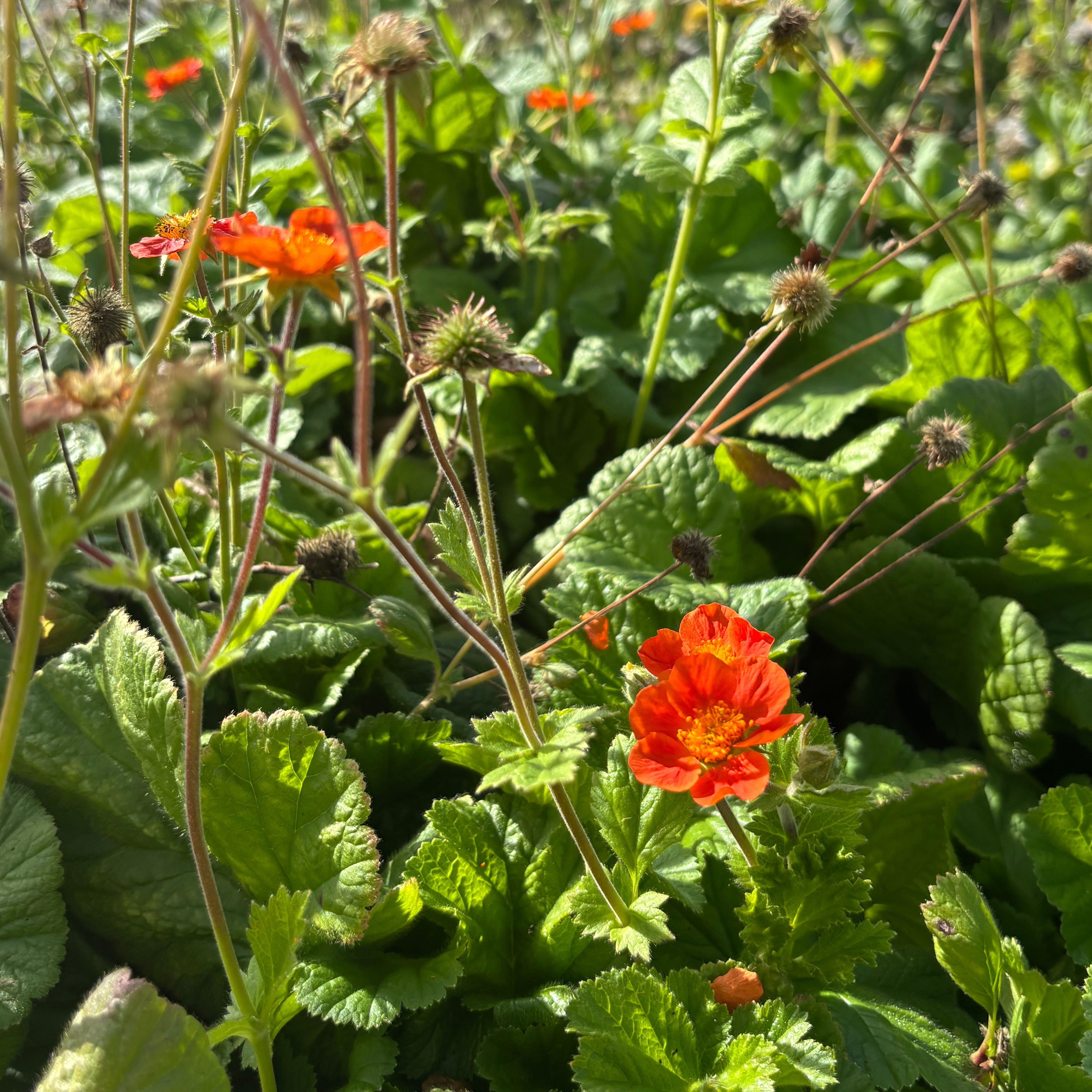 Yew Dell Botanical Gardens